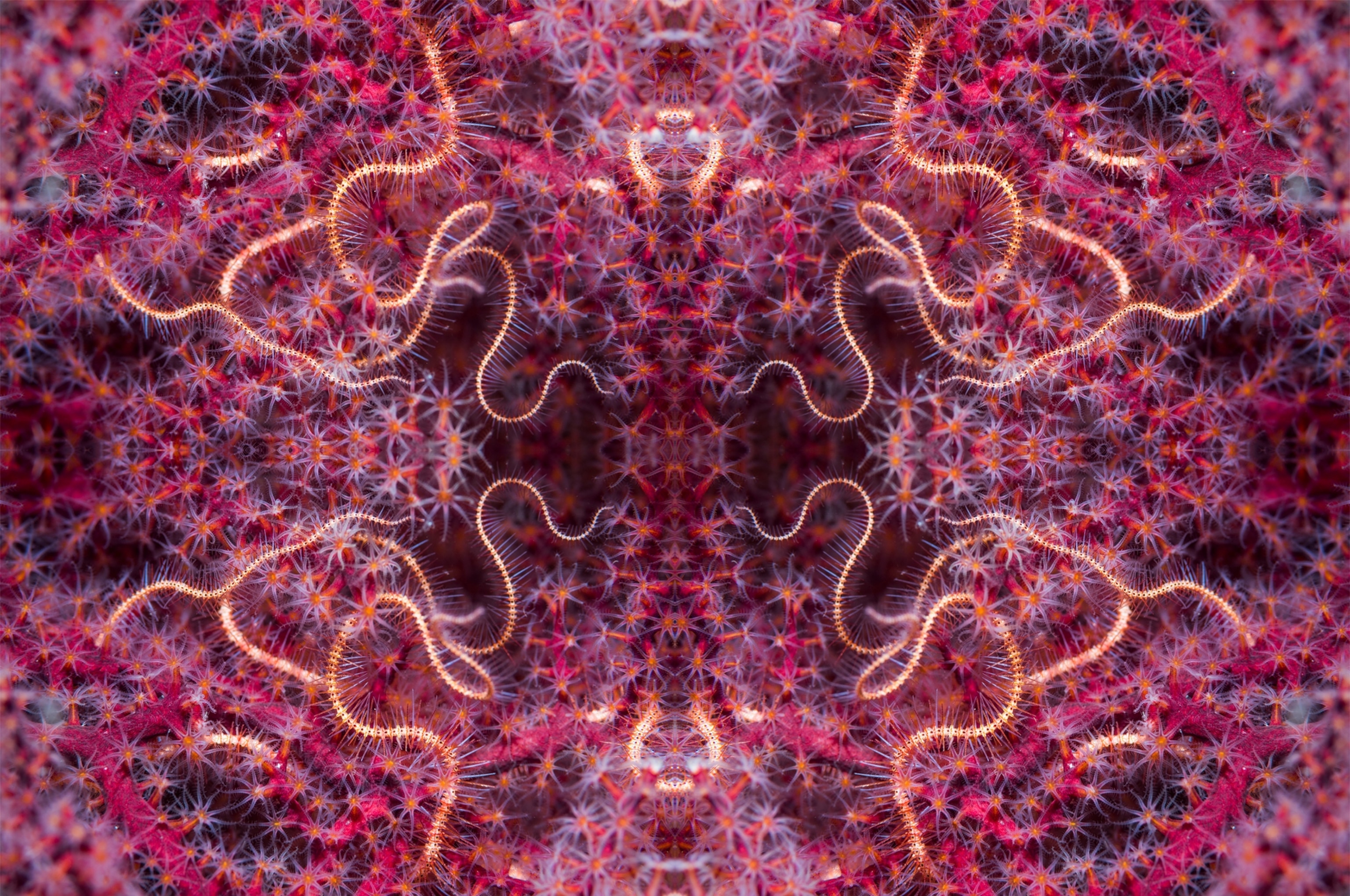 Collage of different shades of red, star-shaped corals and golden sea worms.