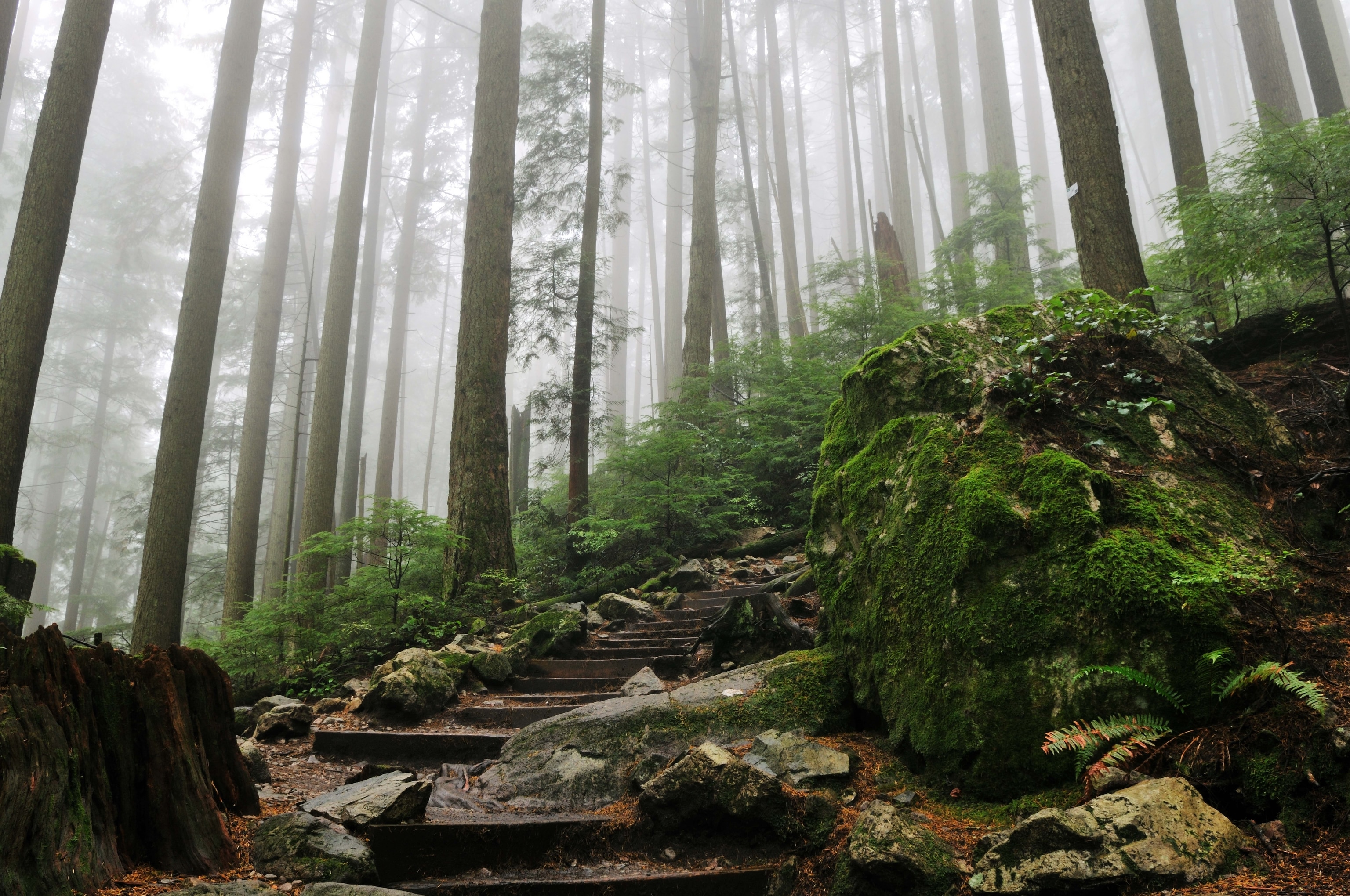 The Grouse Grind trail hike through the woods