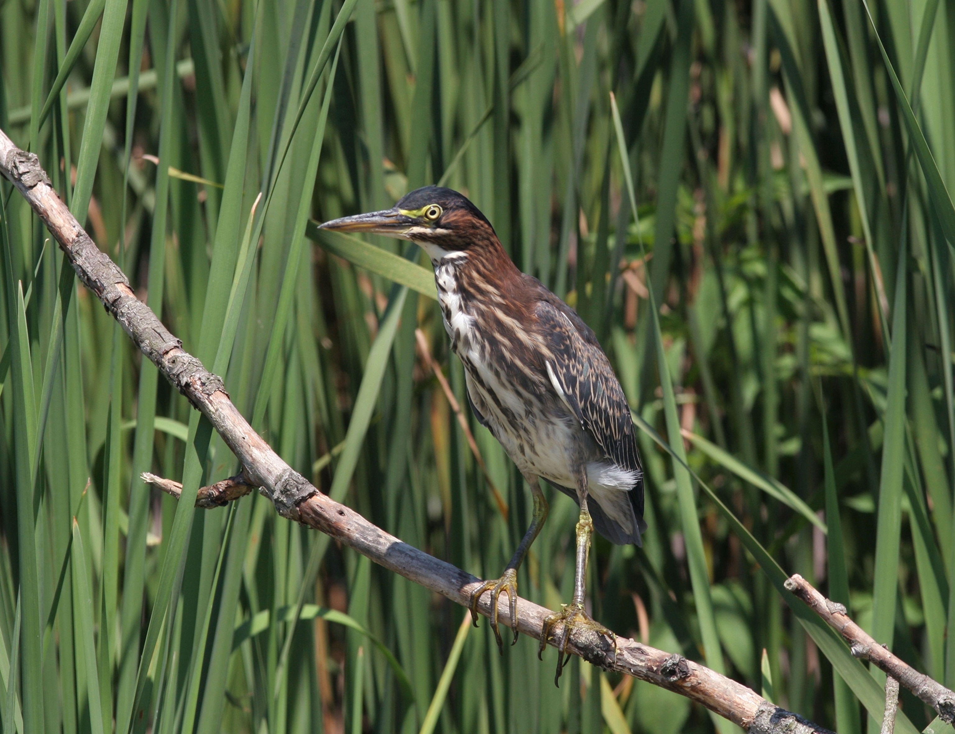 A bird with dark brown black and white feathers is perched on a branch.