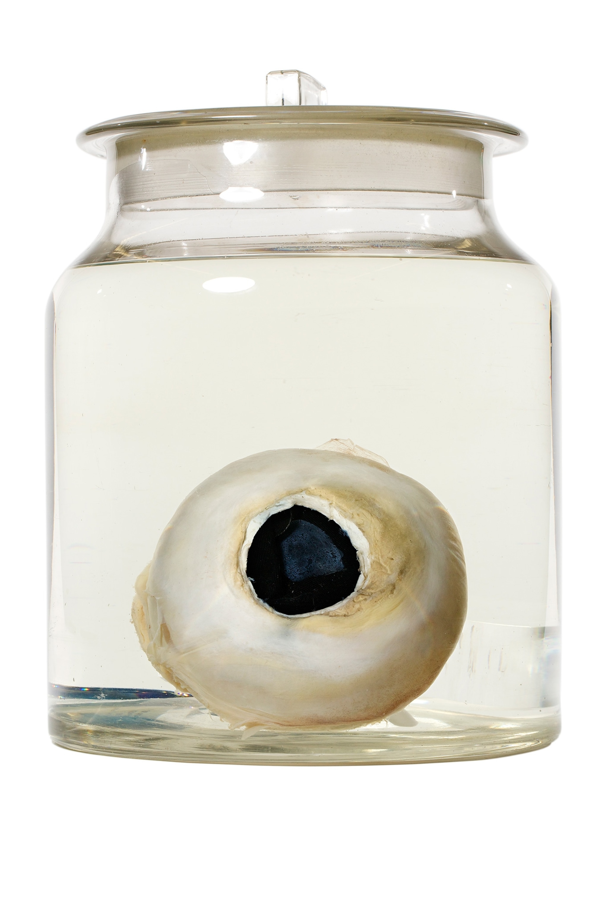 a giant squid's eye in a jar