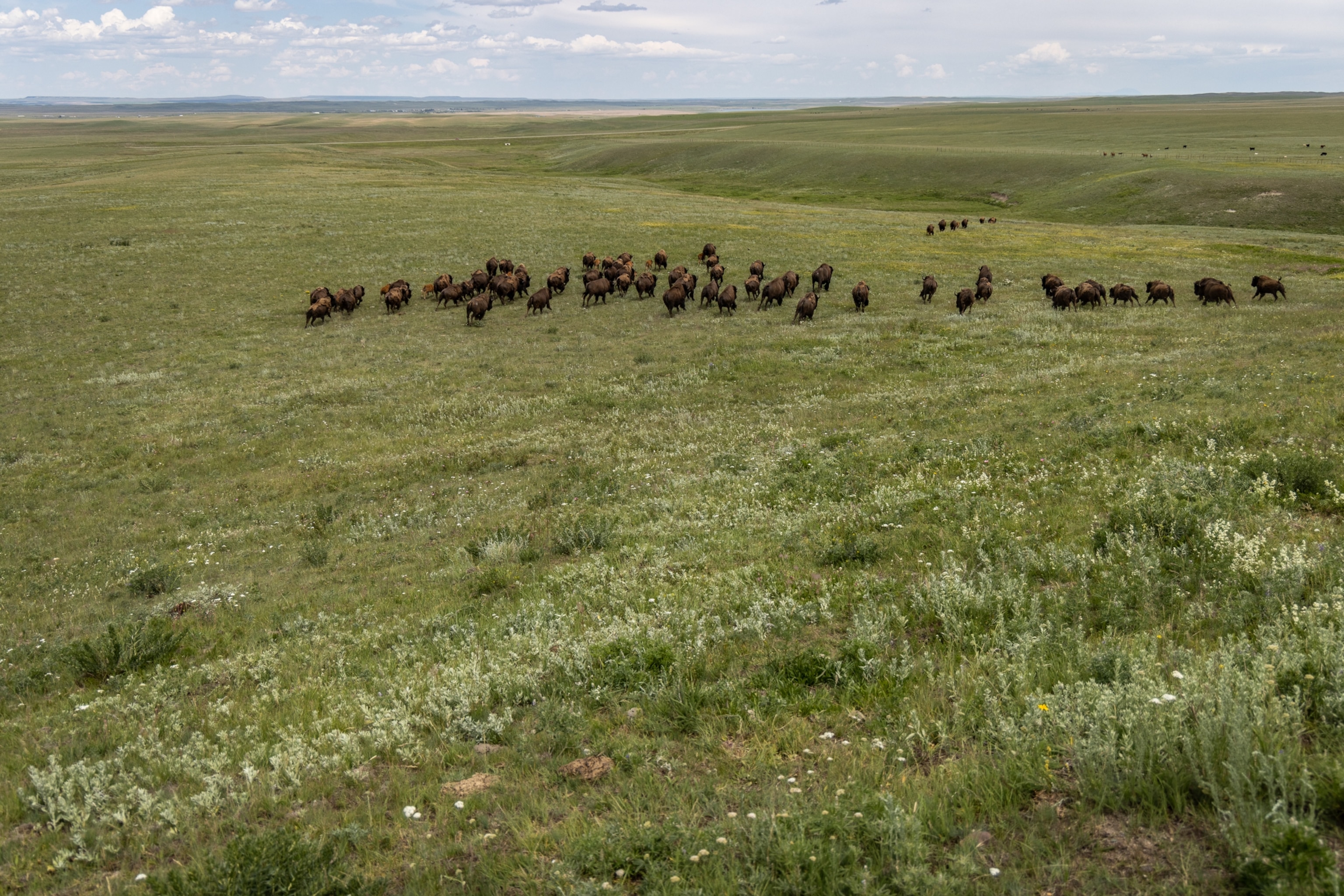 The Blackfeet buffalo herd known as the Elk Island Herd run across a pasture at Buffalo Spirit Hills Ranch in Browning, Mont. on June 25, 2023. They are being gathered and sorted for the soft release at Chief Mountain.