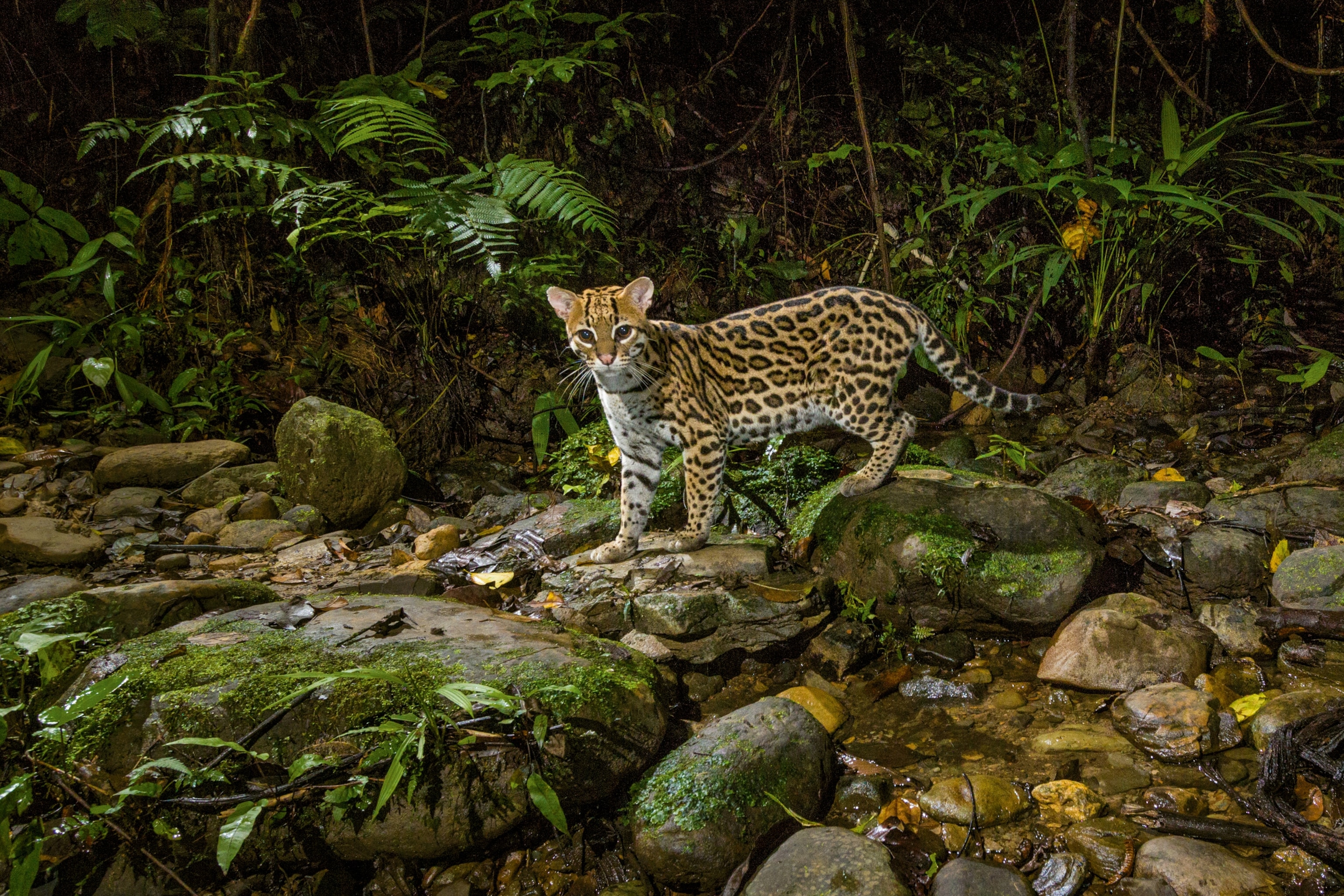 an ocelot in Manú National Park, Peru