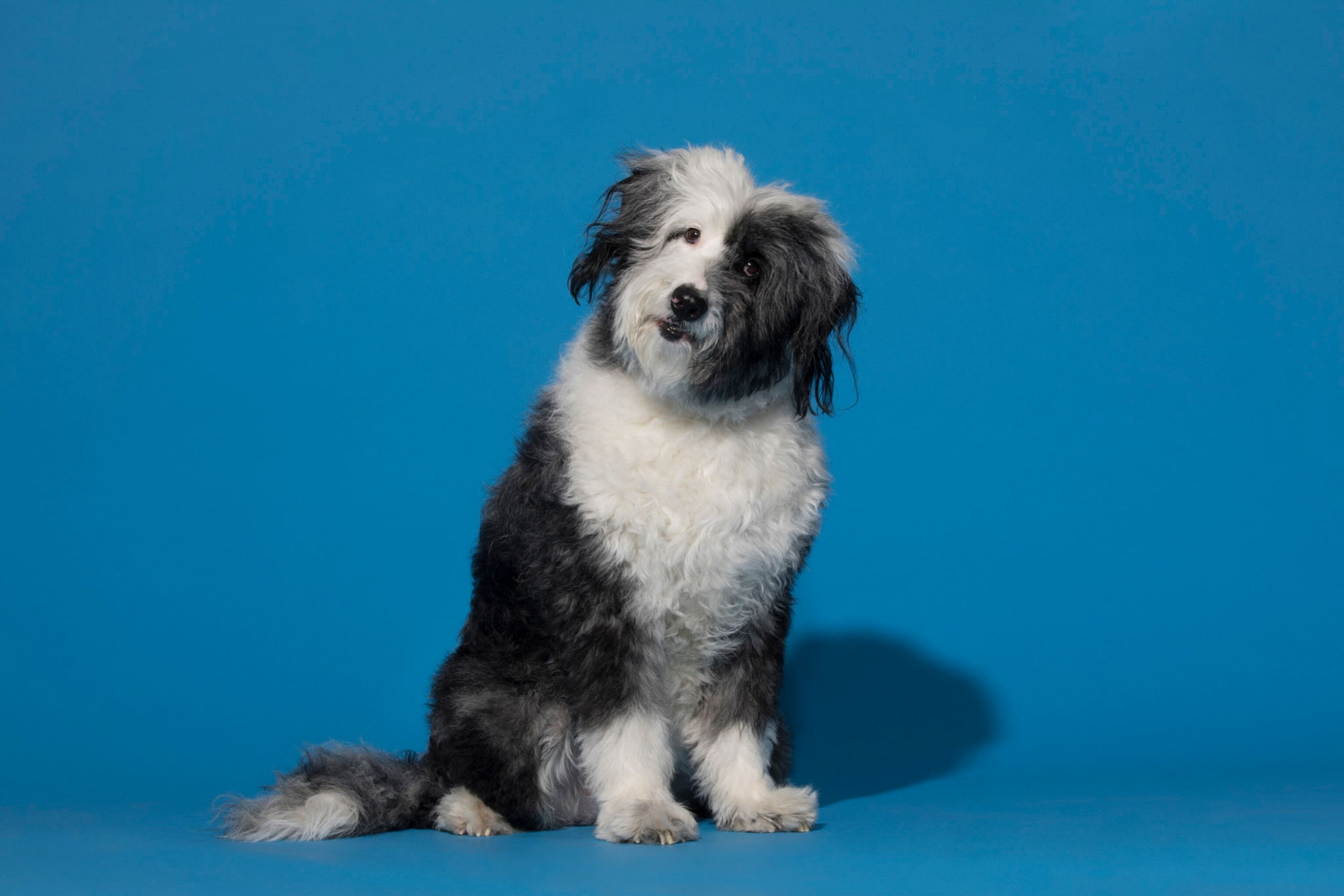 an Australian shepard and poodle mix named Hopper