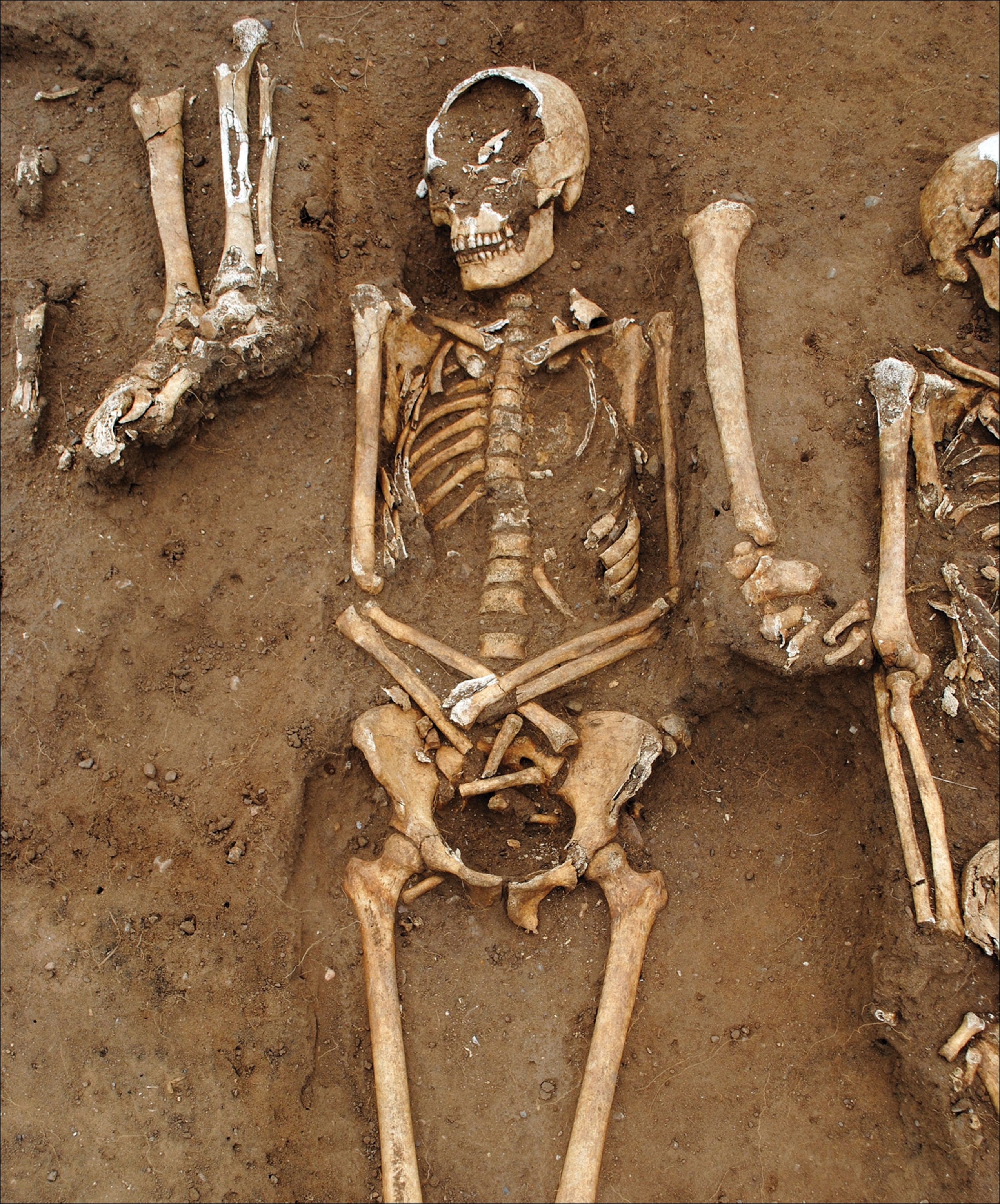 skeletons lined up side by side and still being excavated