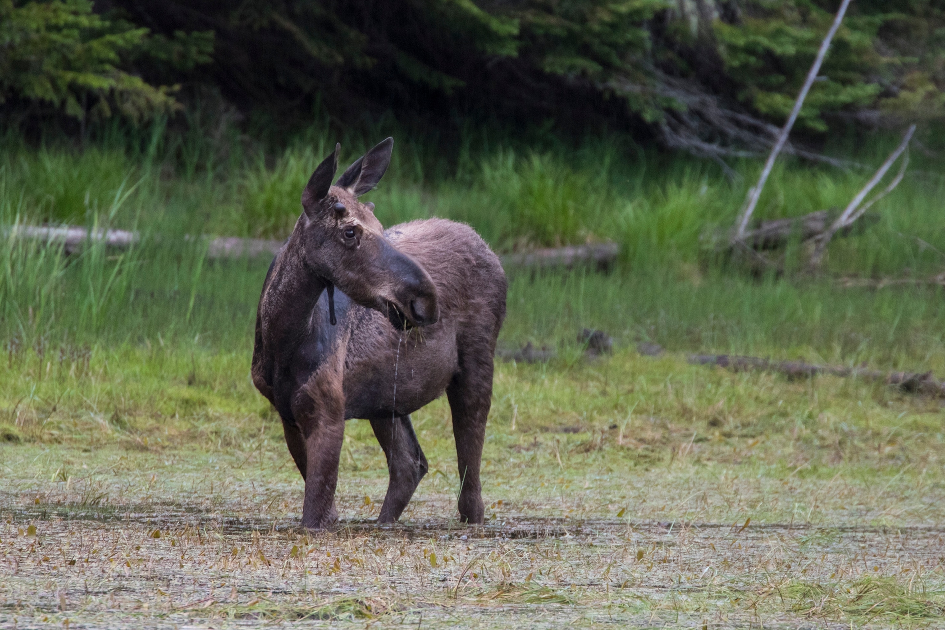 a moose in Pittsburg, New Hampshire