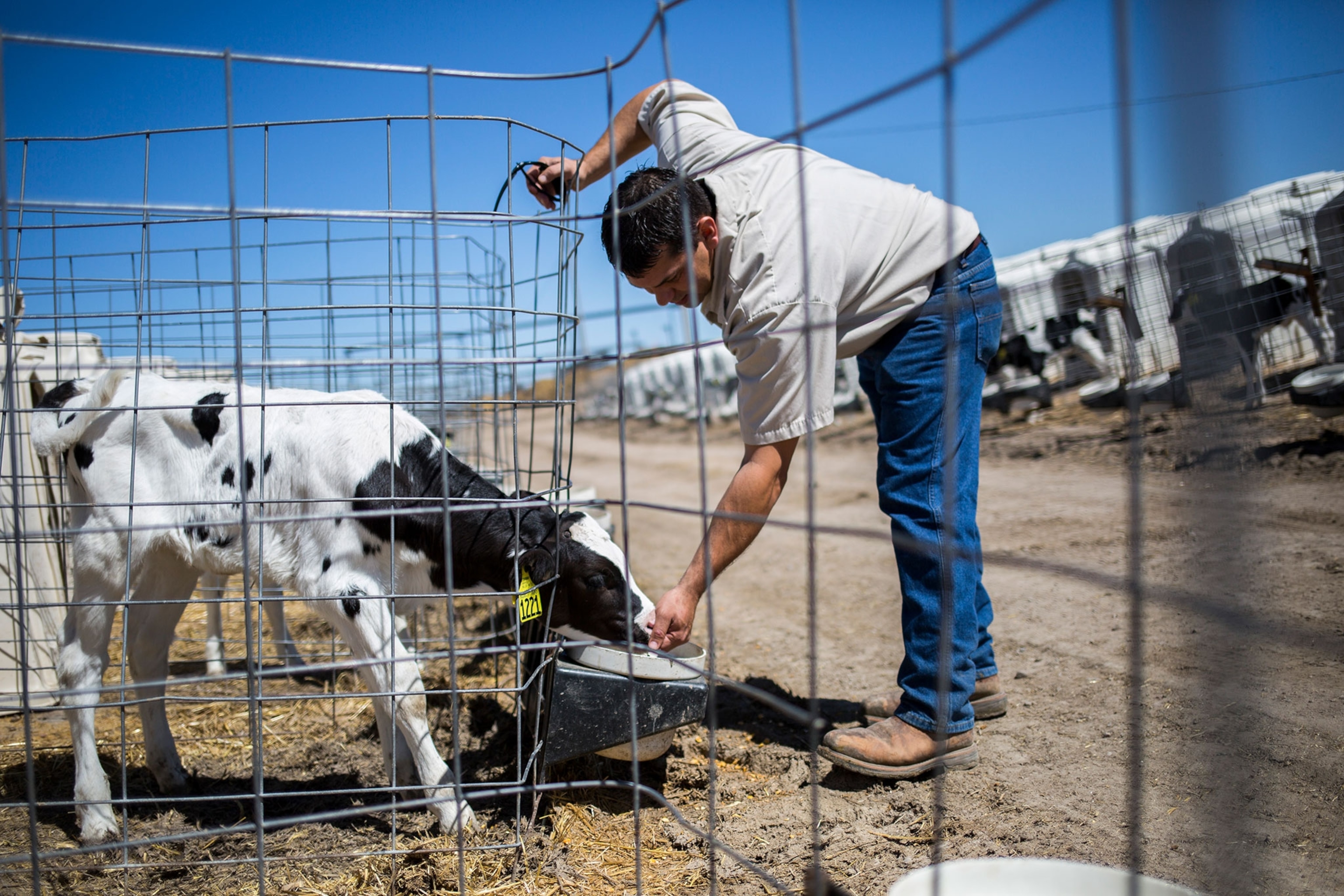 a dairy farmer