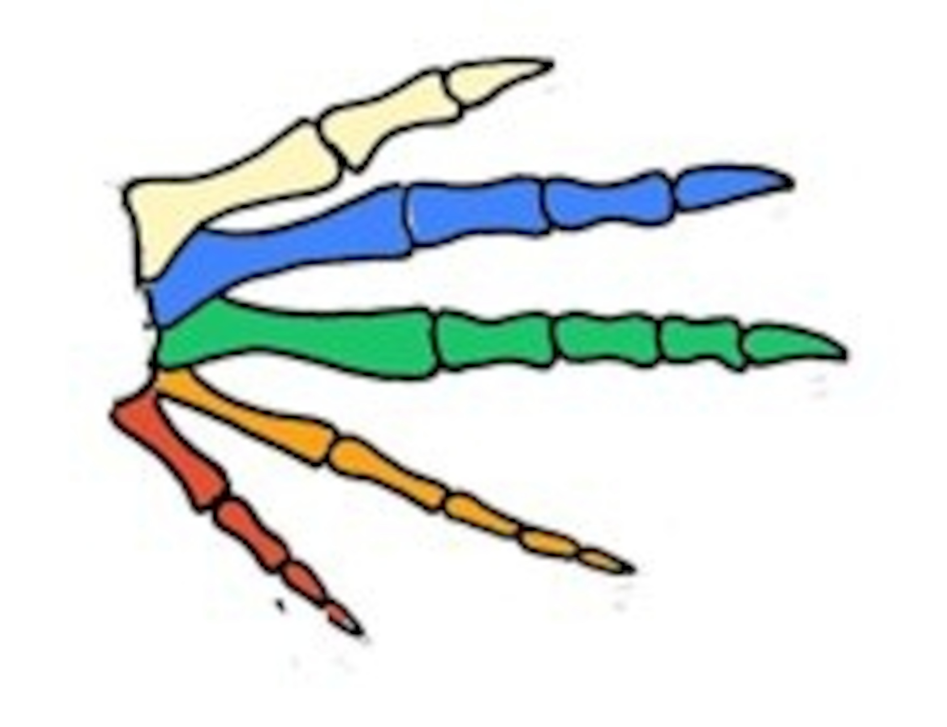 alligatorhand.jpg