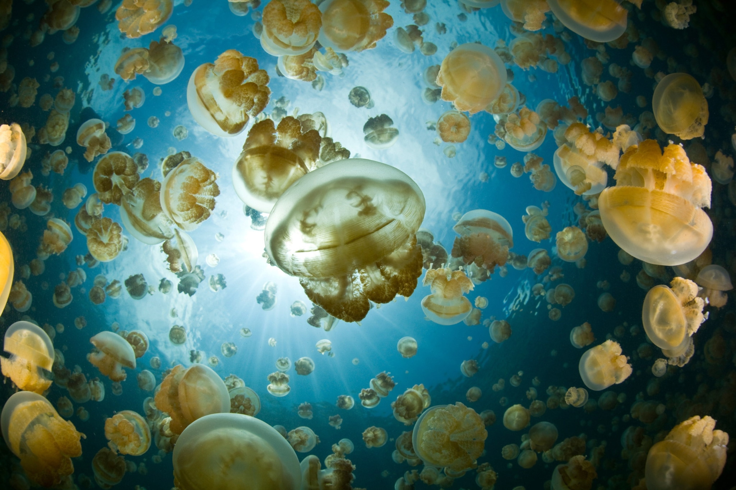 Millions of jellyfish fill a unique marine lake in Palau