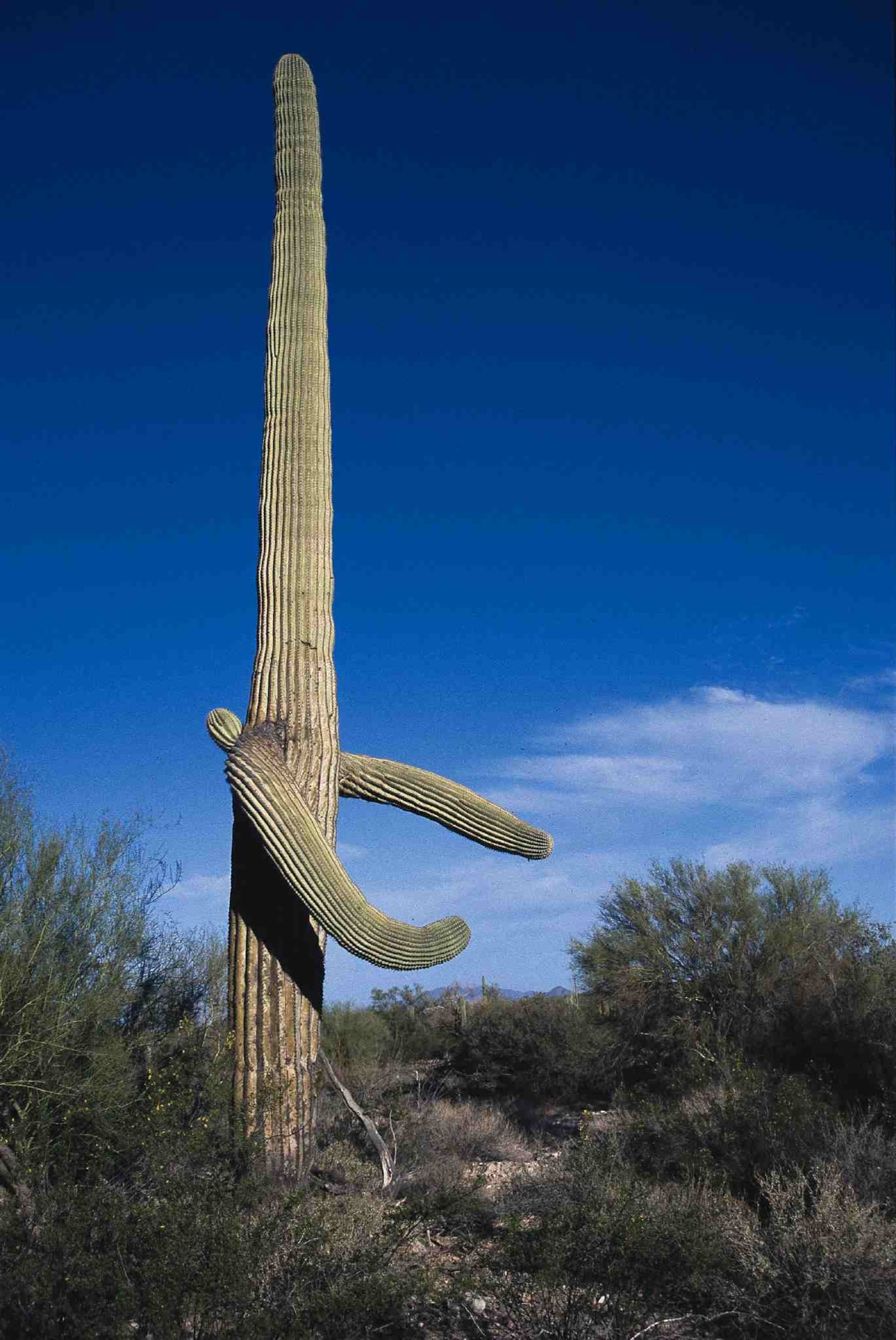 A cactus reaches out its arms as it grows