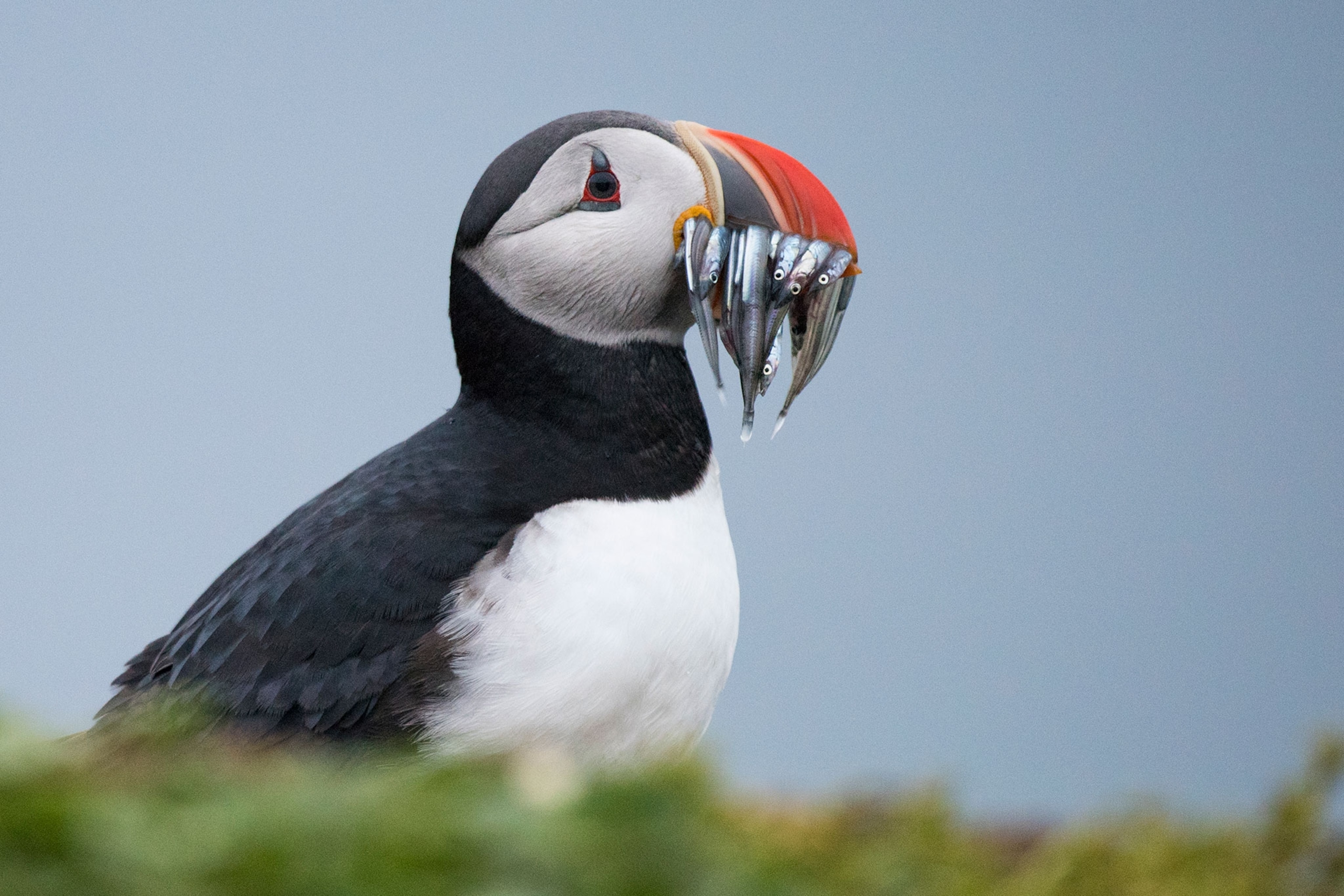 an Atlantic Puffin