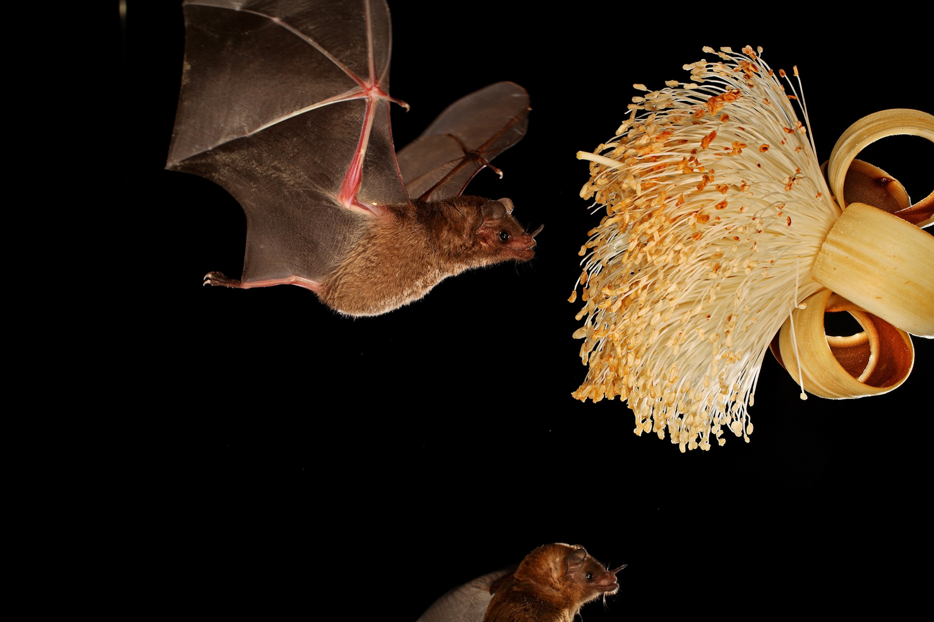 long-tongued bats