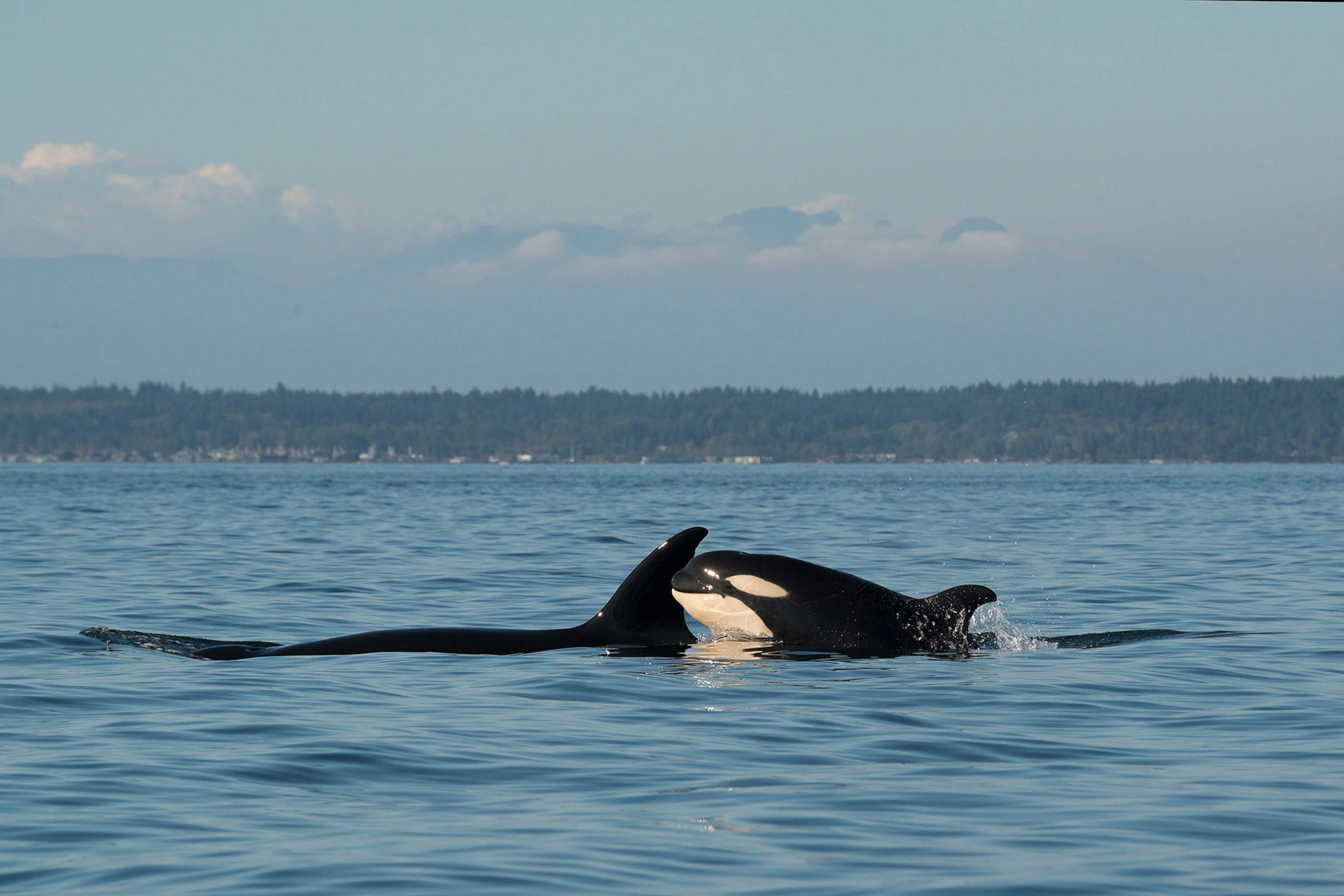 Orcas at sea.