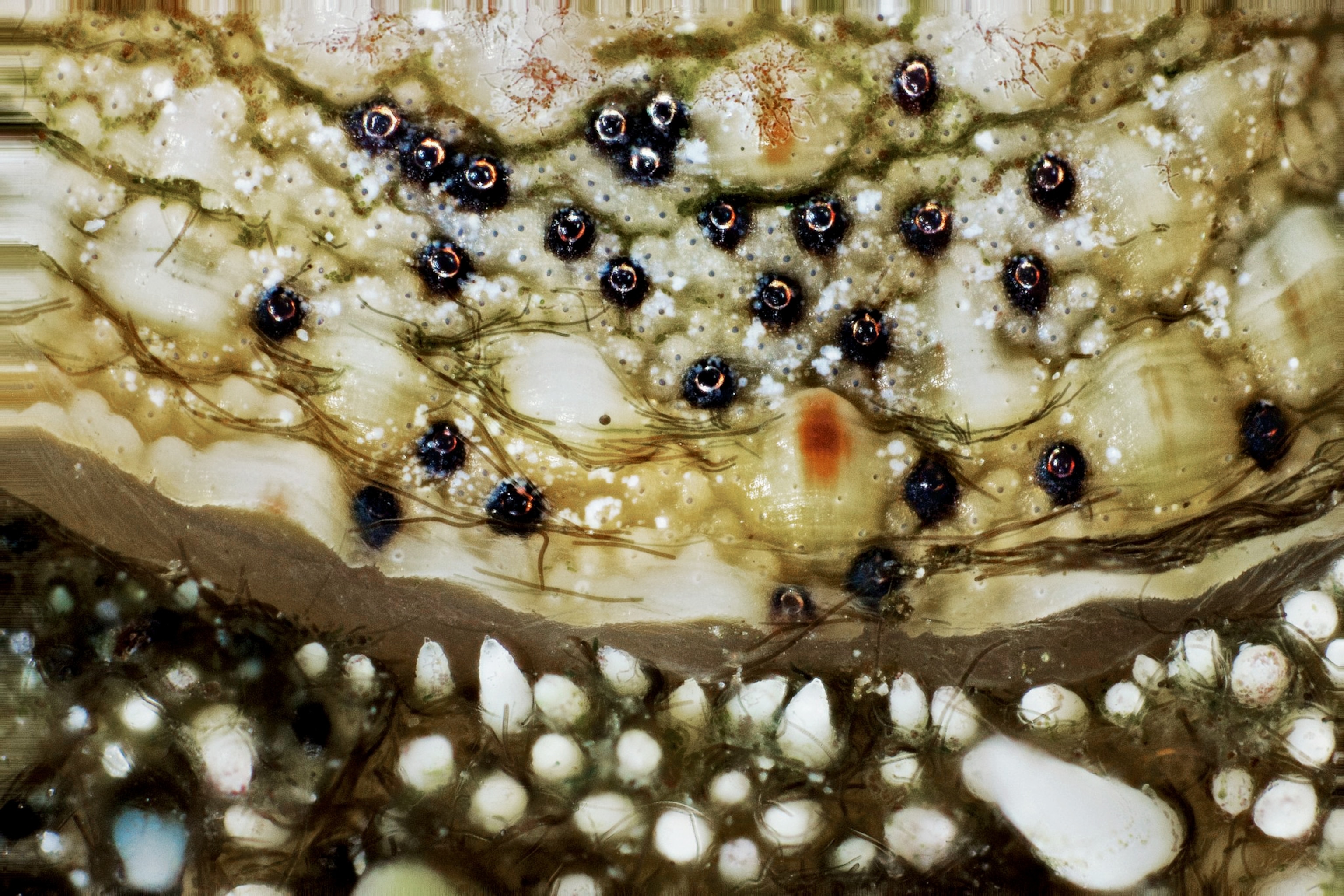 The West Indian fuzzy chiton eyes