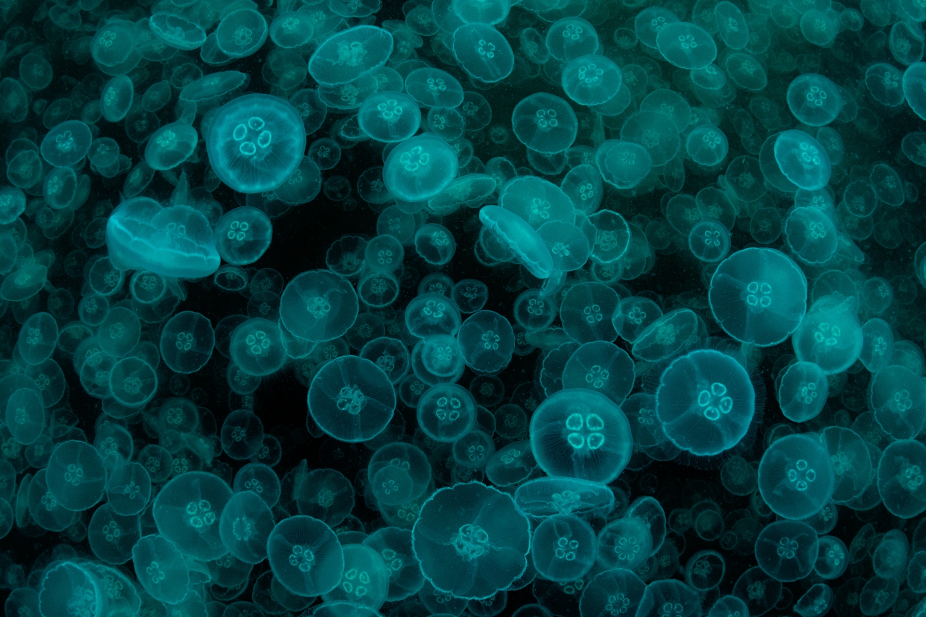 Hundreds of Moon jellyfish seen from above, the edges of their translucent bodies glowing blue within the black of the sea.