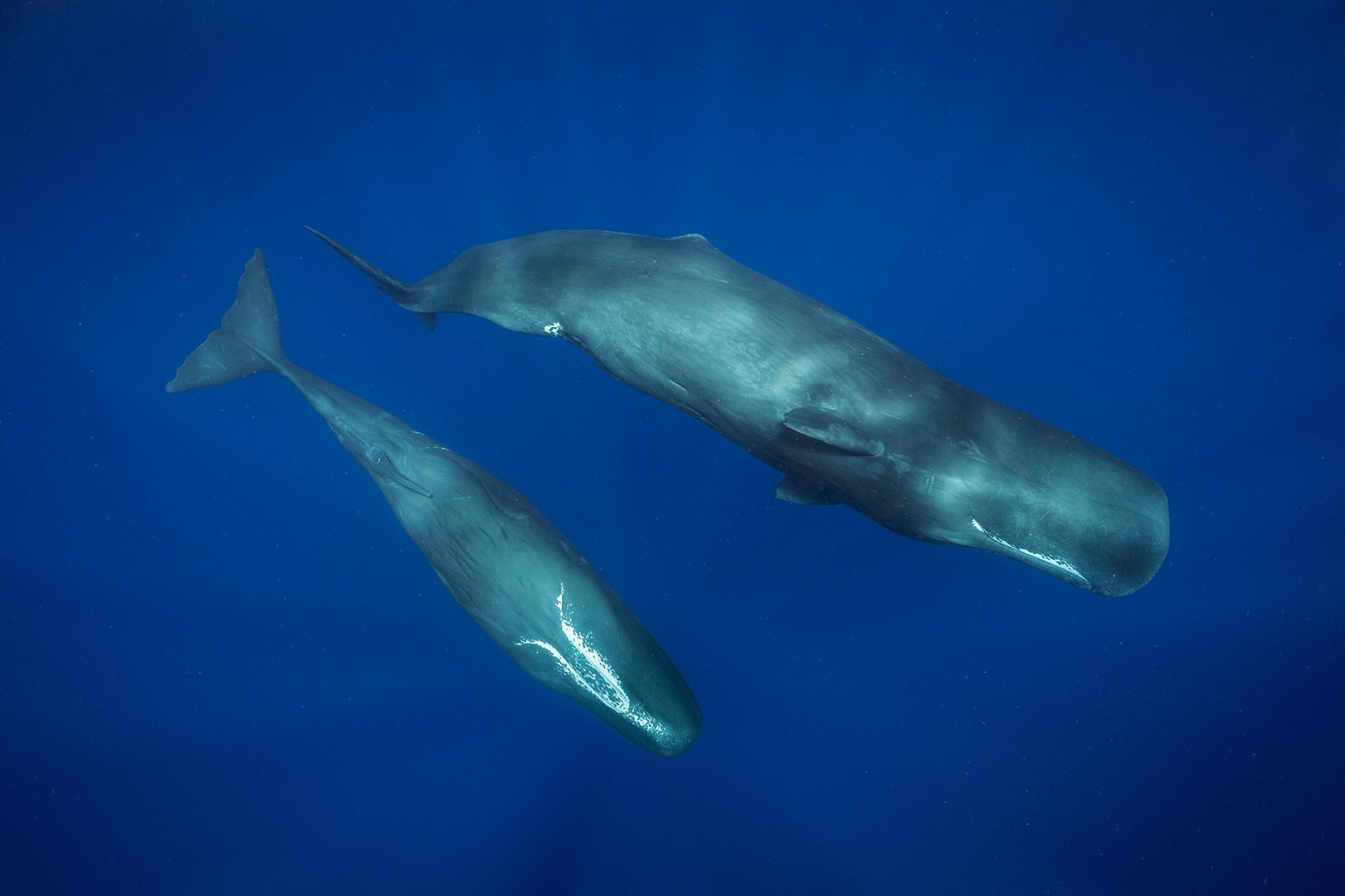 Two large whales swim.