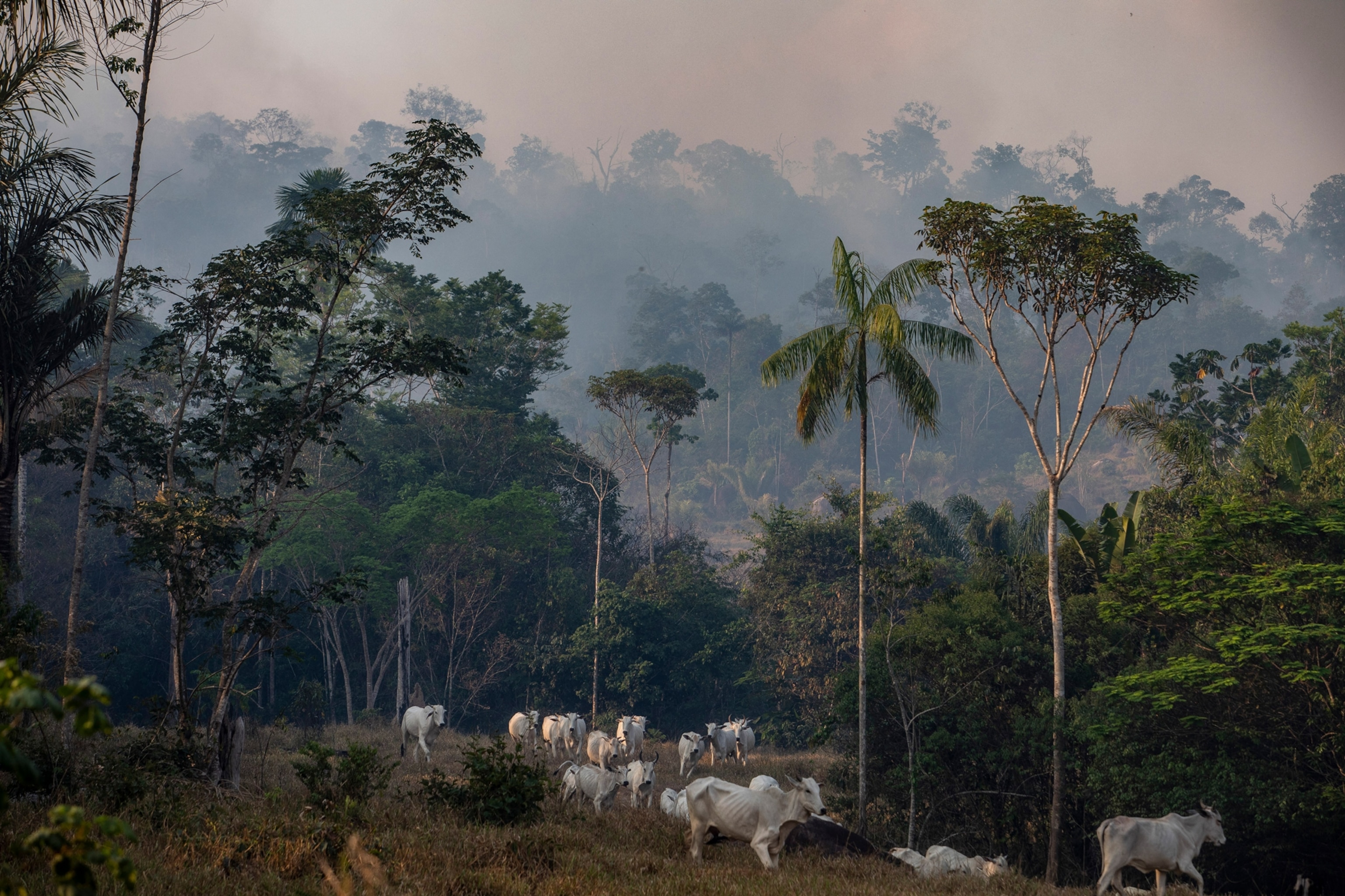 cattle in the amazon