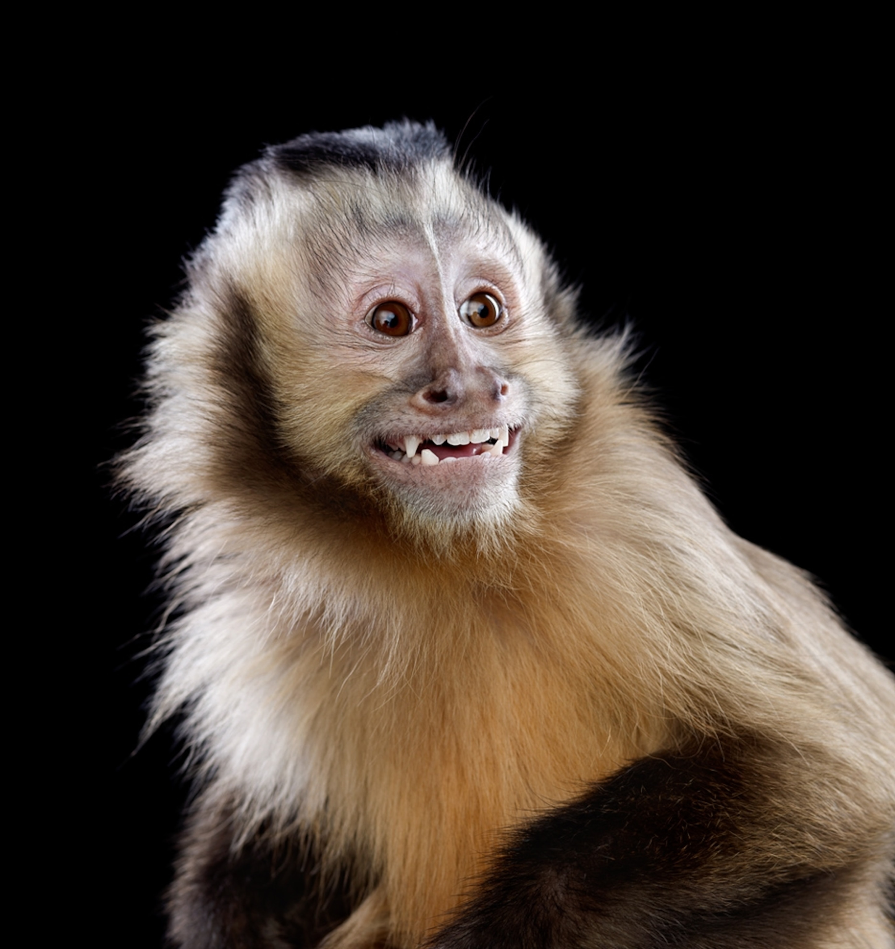 A male capuchin monkey.