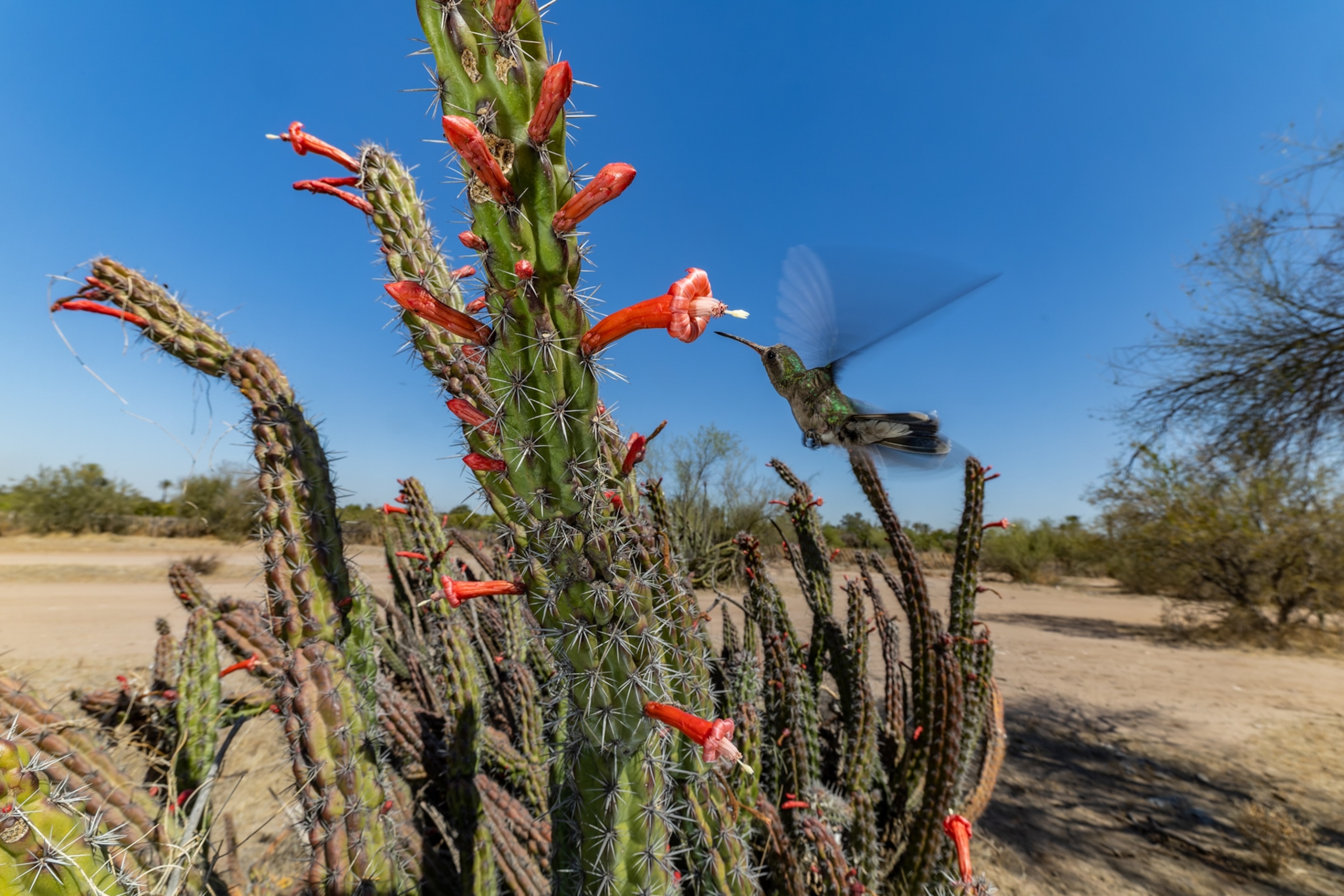hummingbird inspect flowering cactus for nectar