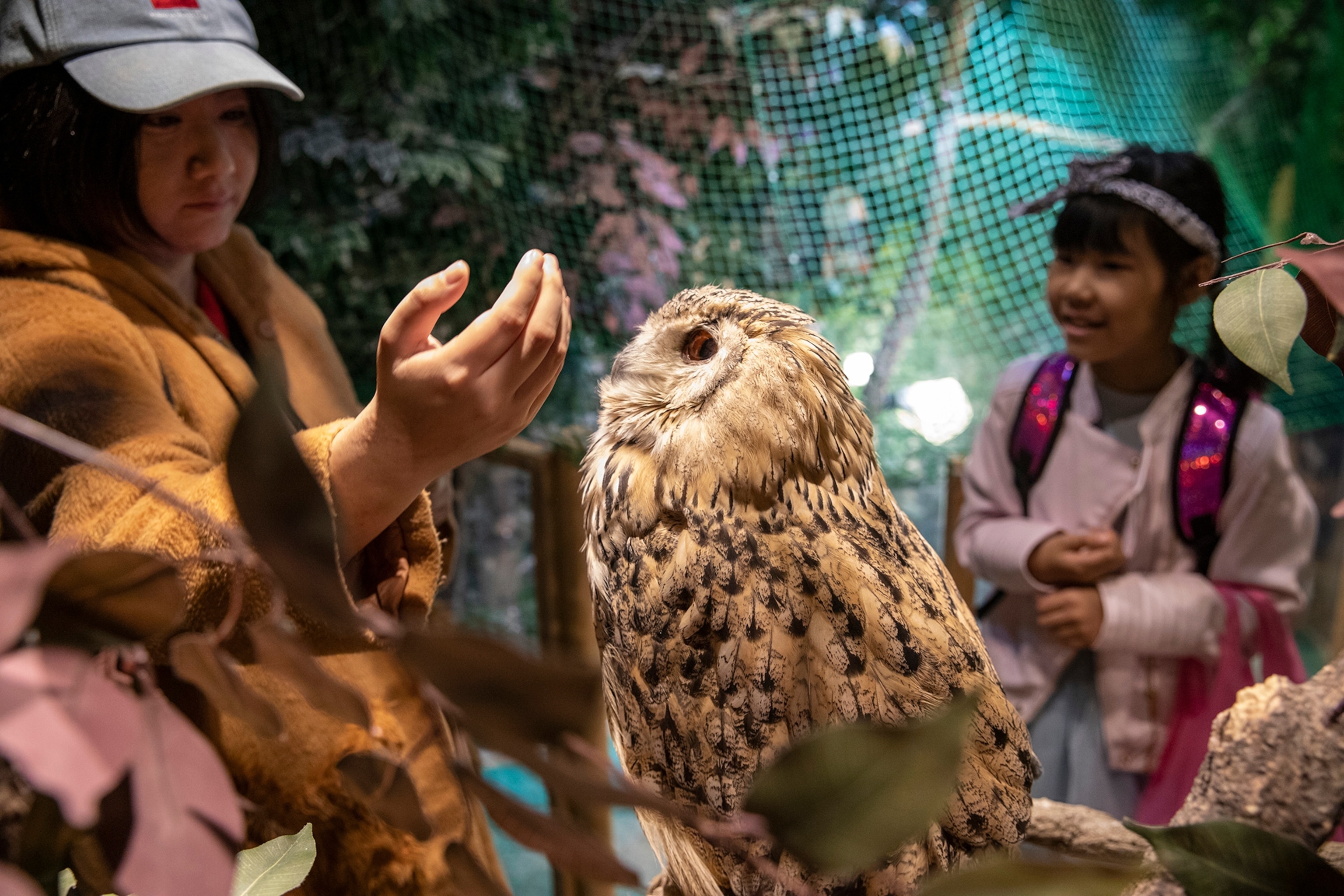 Owl Cafe in the Harajuku neighborhood of Tokyo.