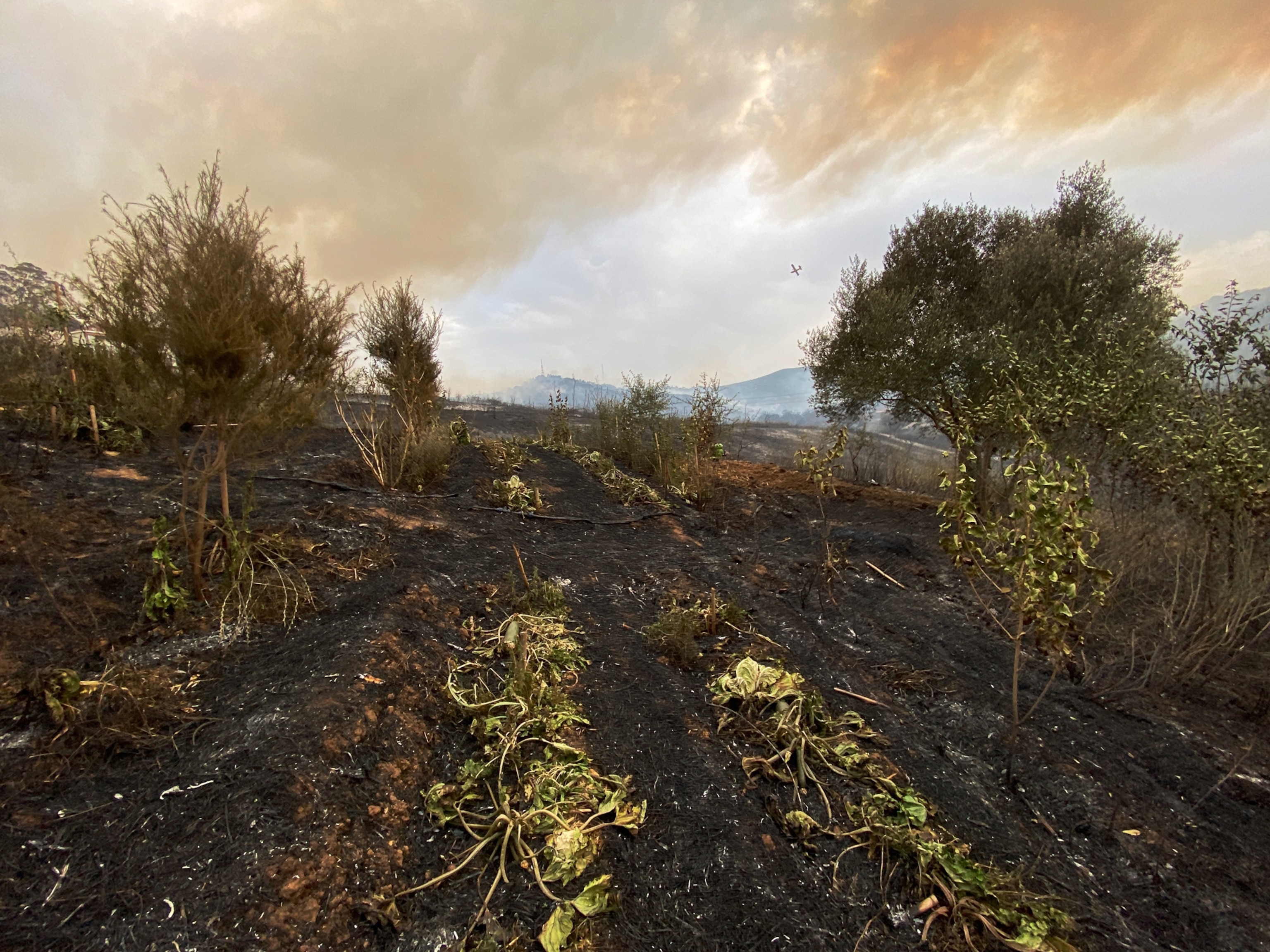 the charred remains of a row of crops