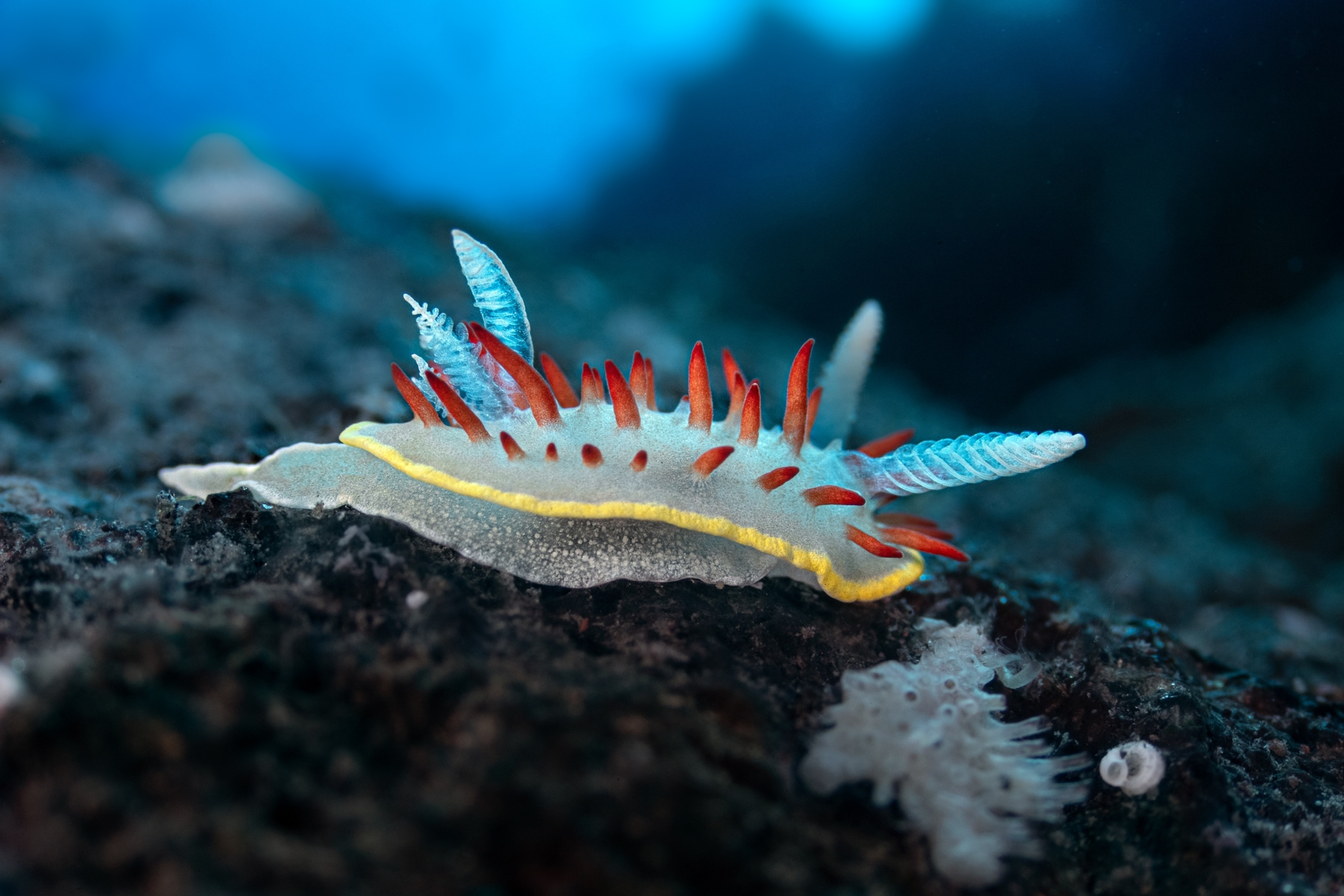 White slug with red spurs.
