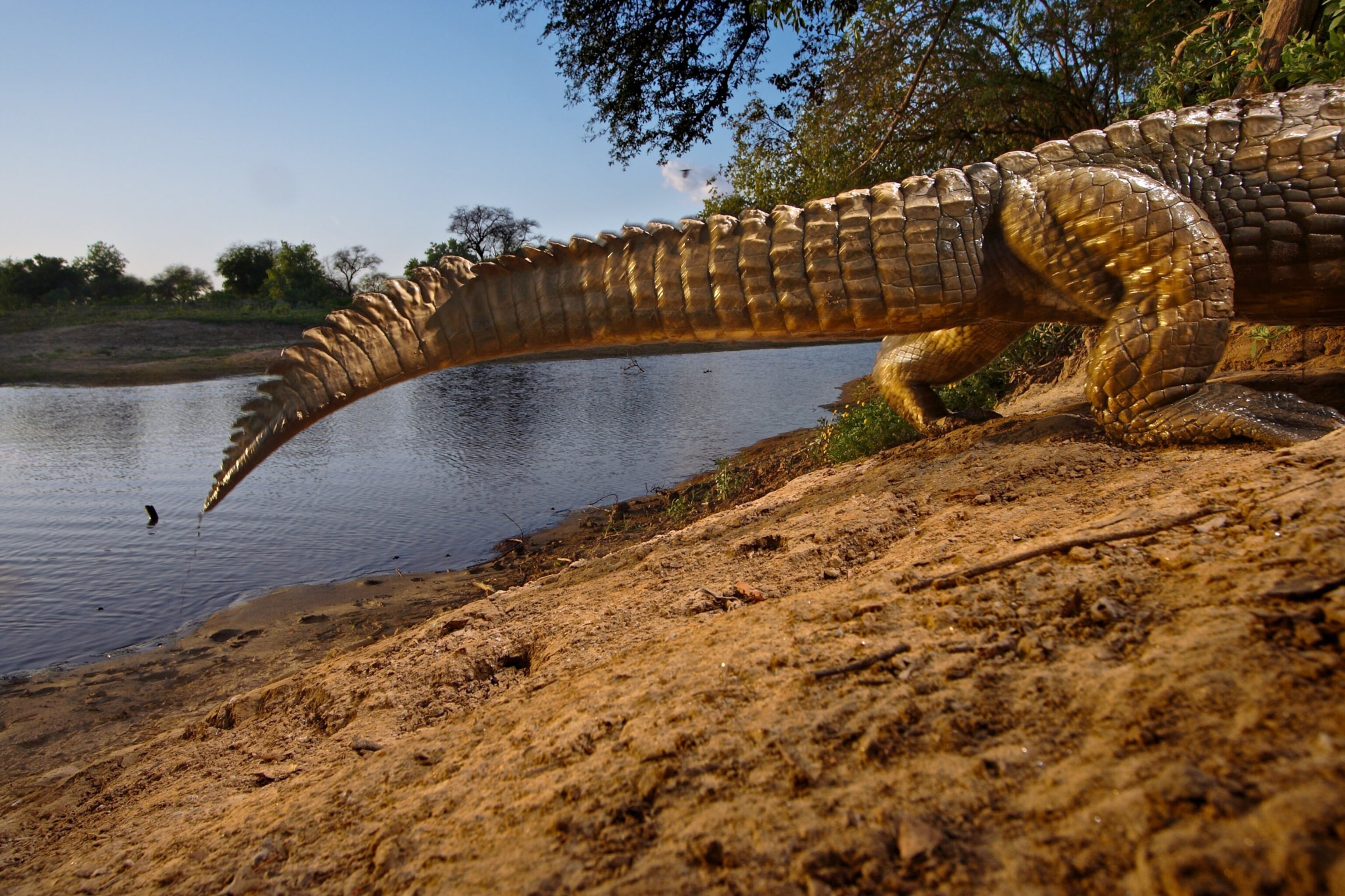 a crocodile's tail in Zakouma National Park, Chad