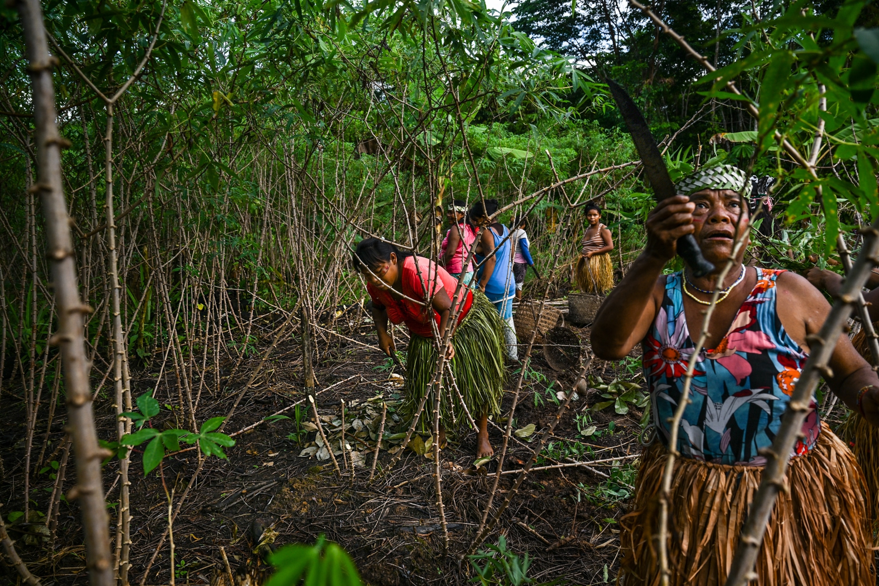 One older woman on foreground cutting plants with big knife and other women collecting cuttings on the background. All dressed in bright color tops and skirts made of grass.