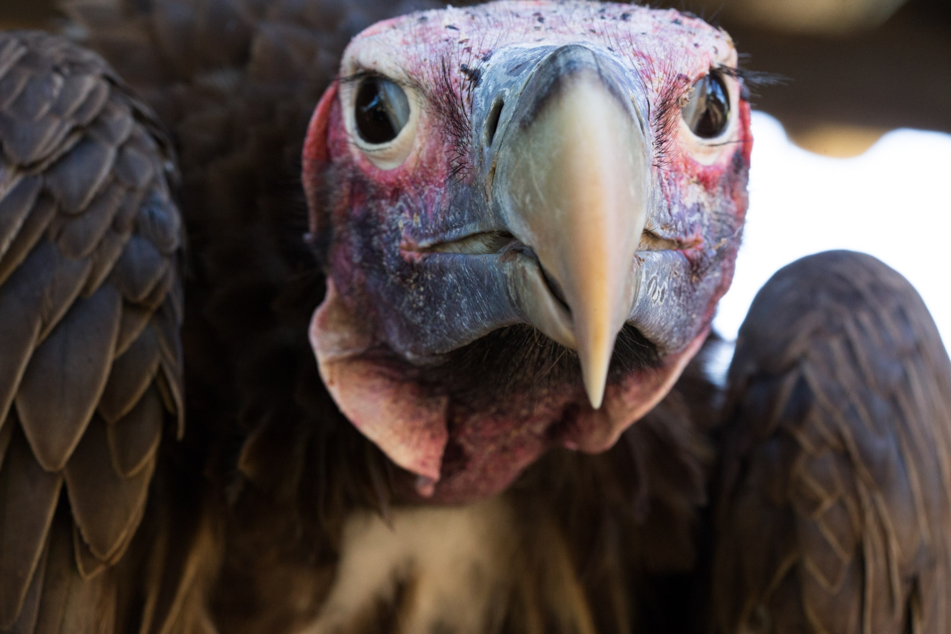 A close up of a lappet faced vulture.