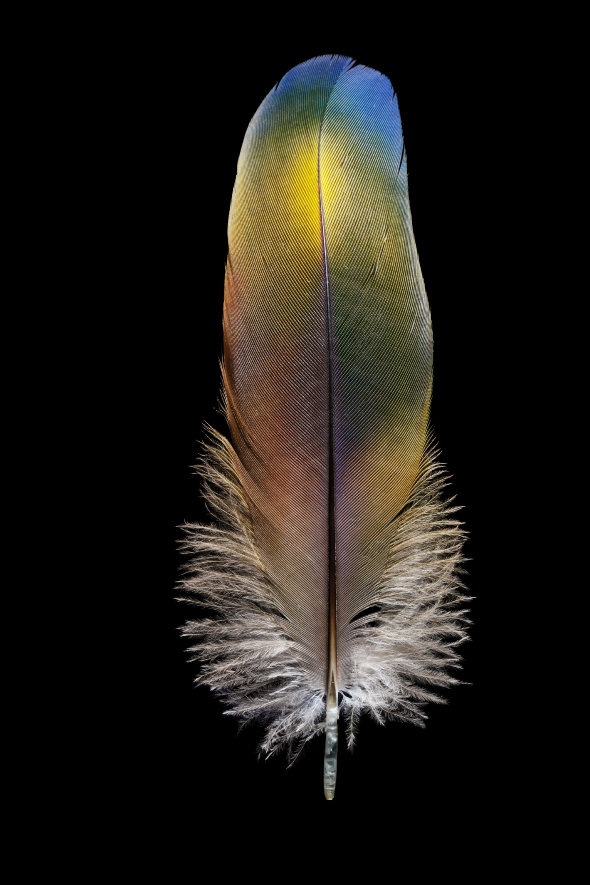 a shoulder feather of a Scarlet Macaw (Ara macao).