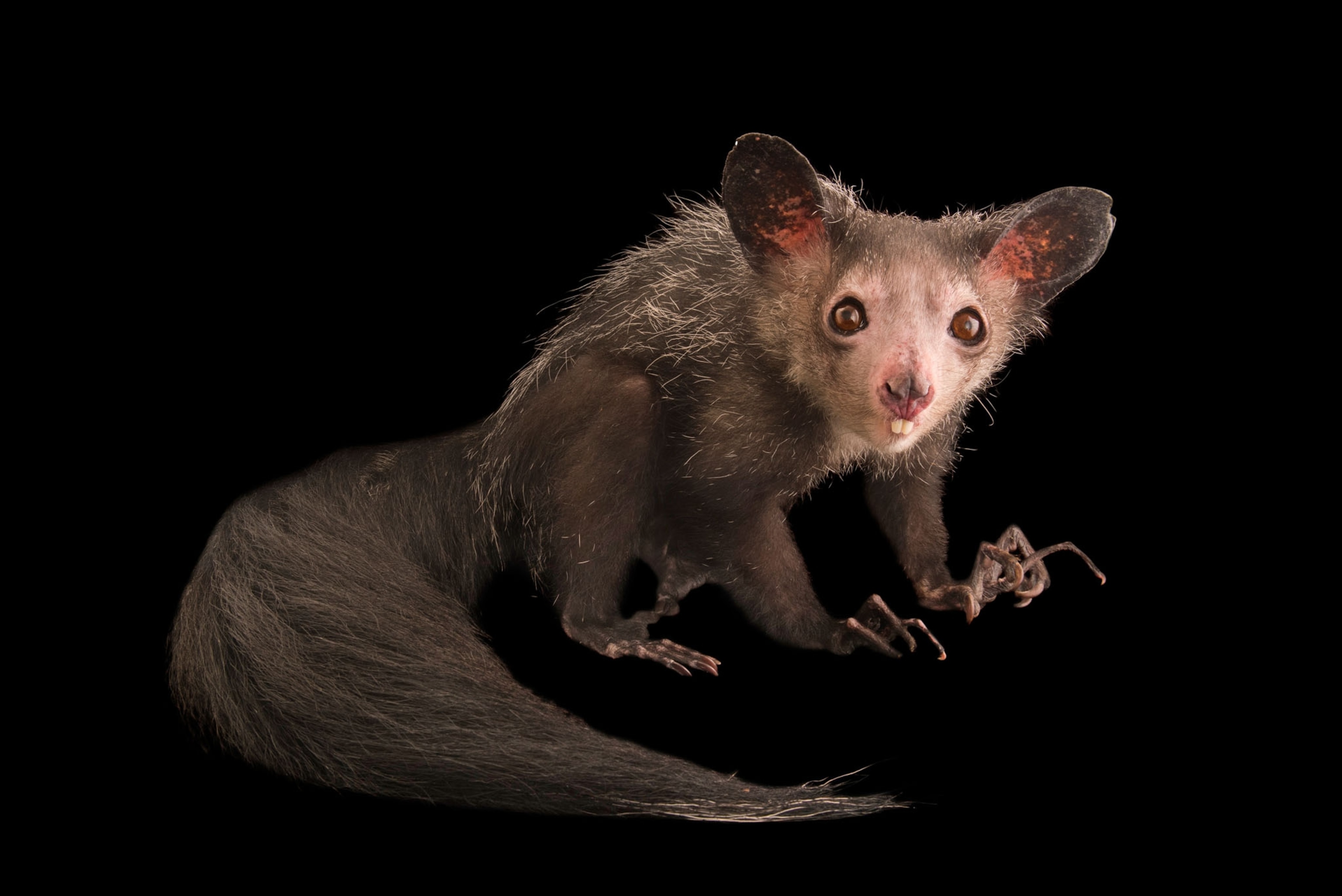 Picture of an animal with big ears, long fingers and tail.