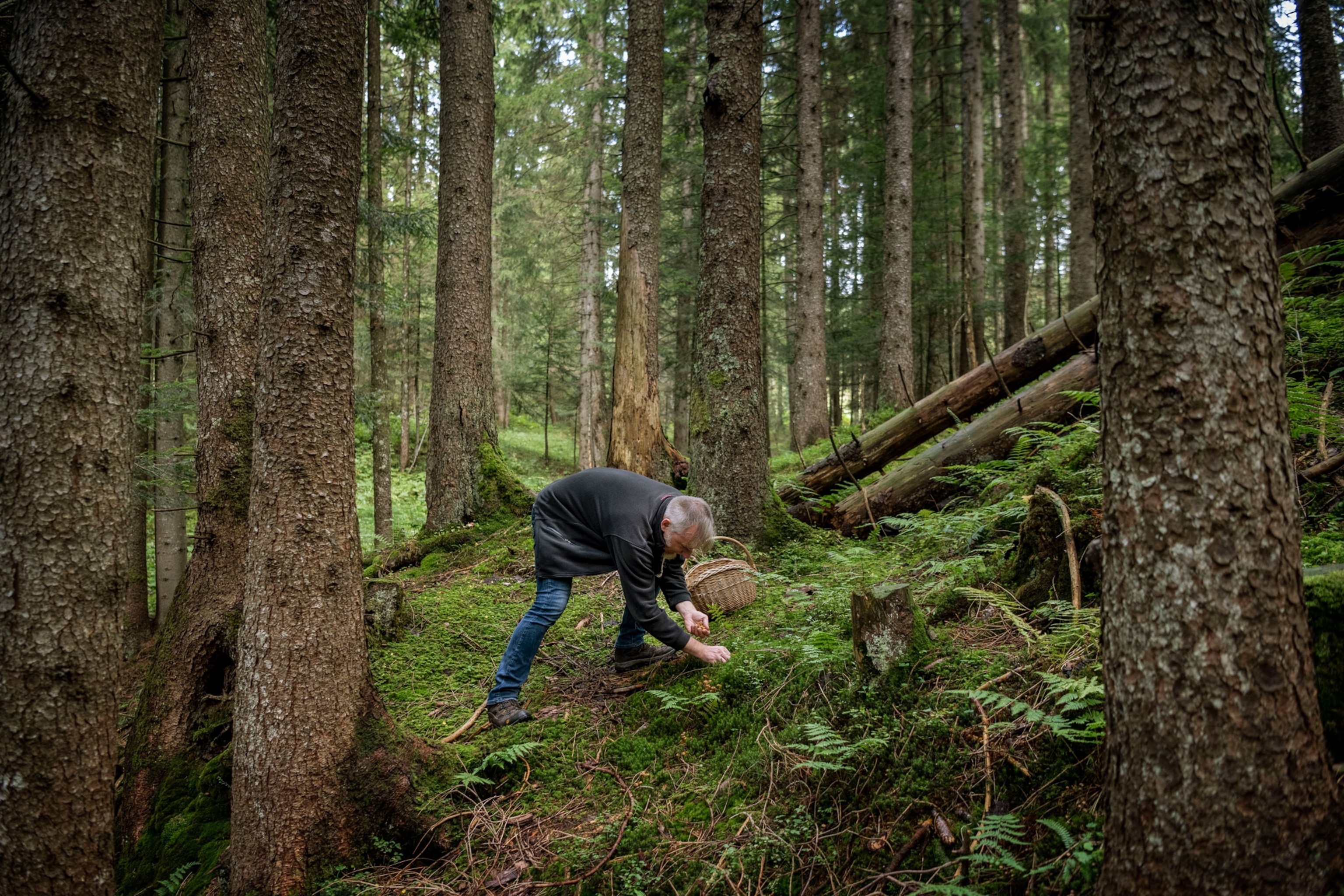 a man bends in the forest to pick up a mushroom and place in a wicker basket
