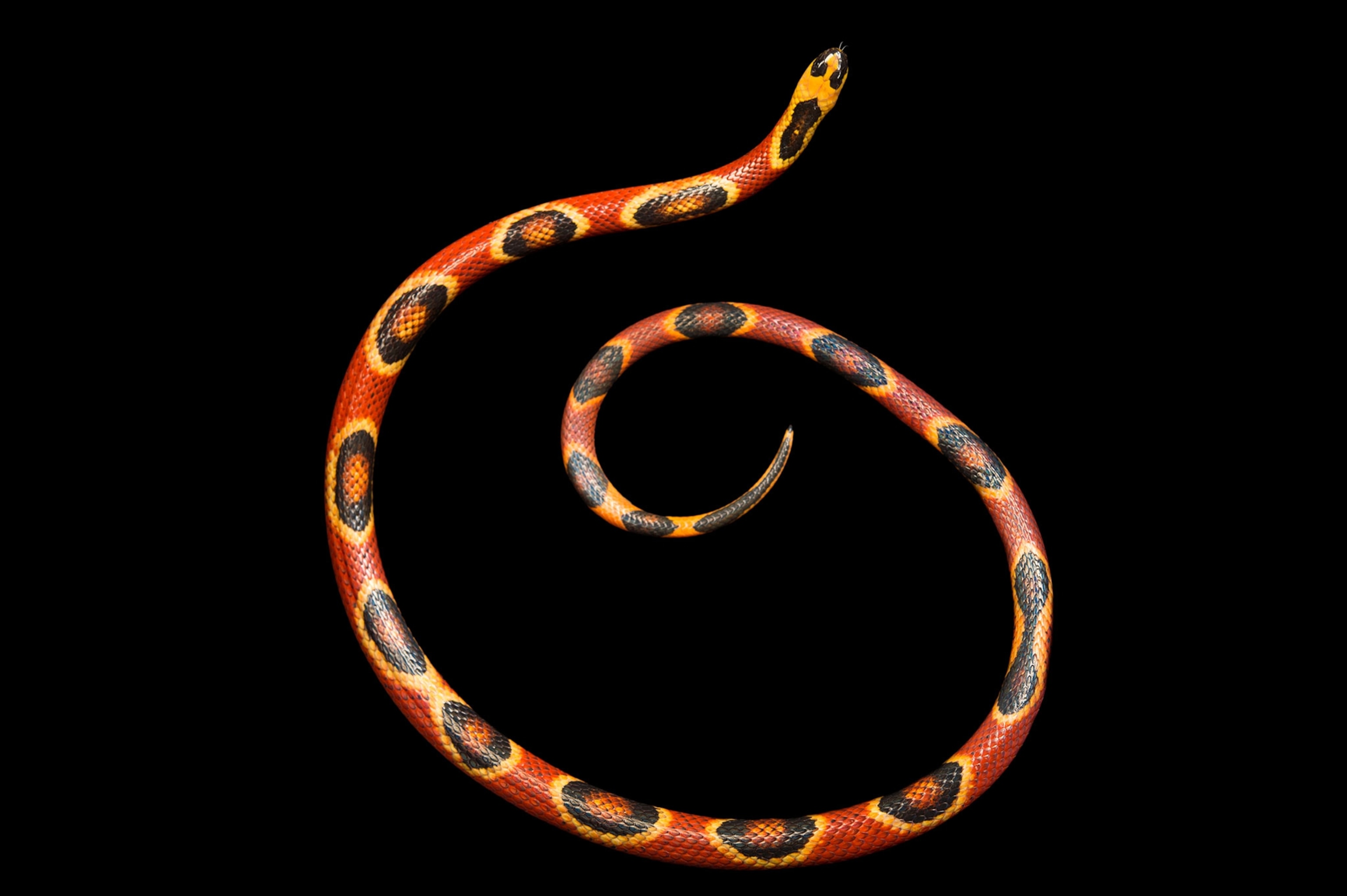 snake