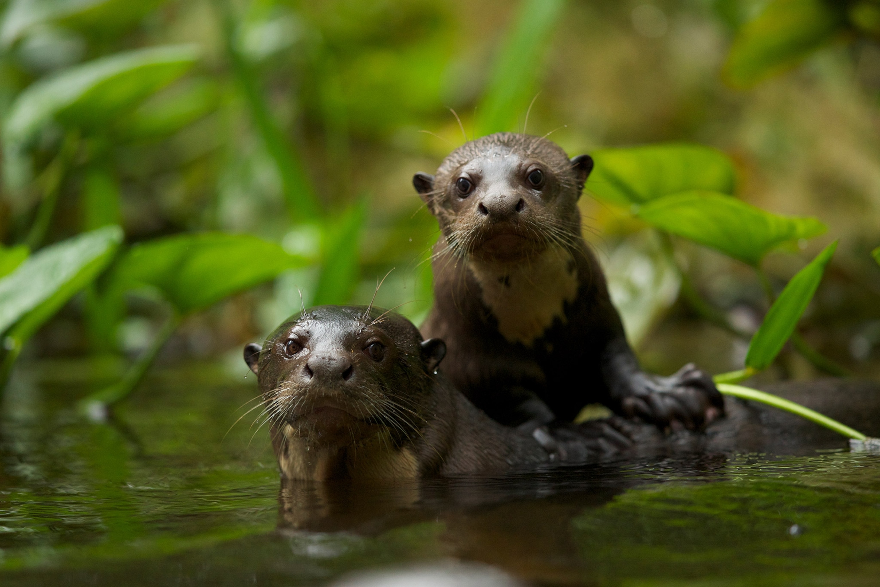 giant river otters