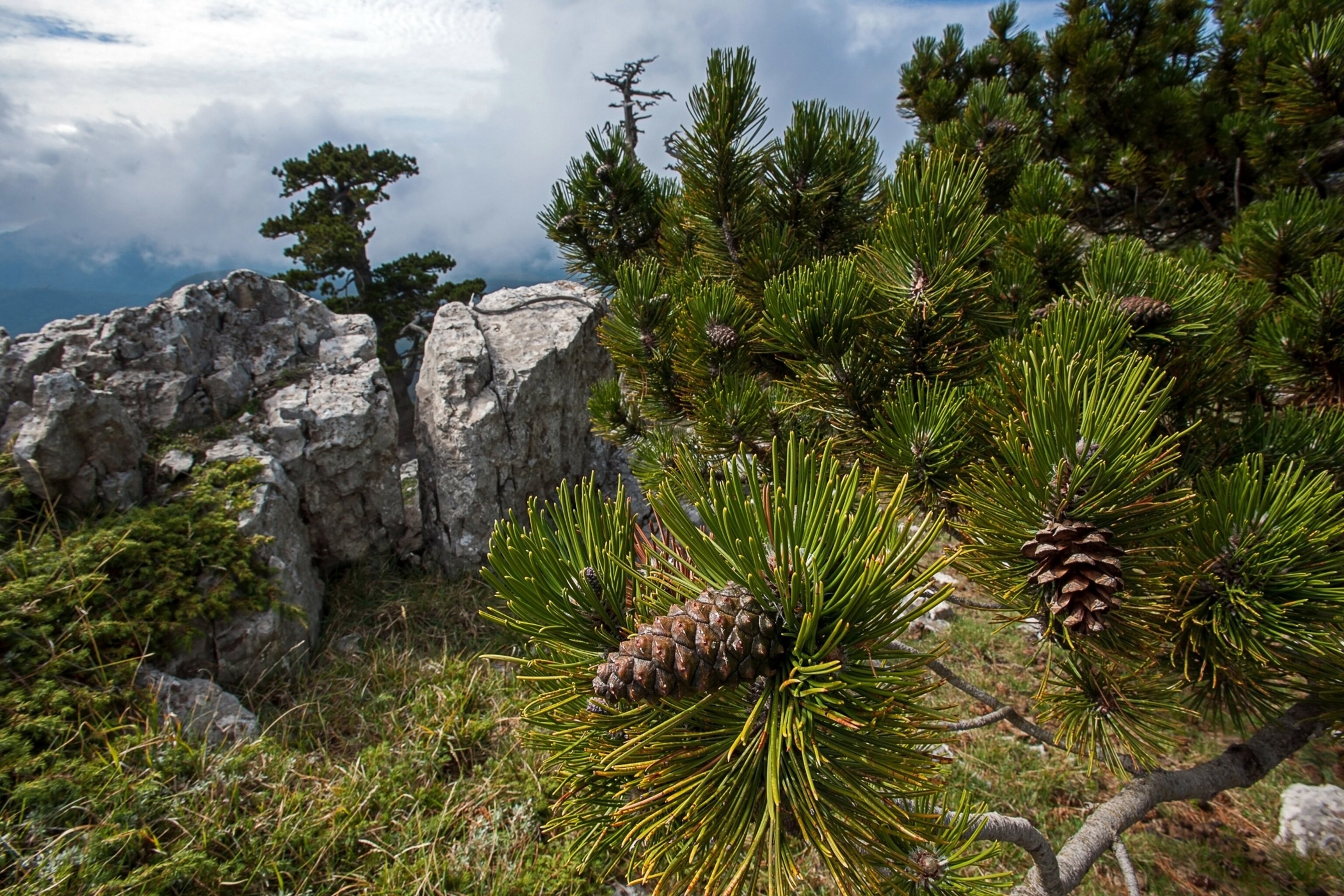 Bosnian Pines Pollino National Park
