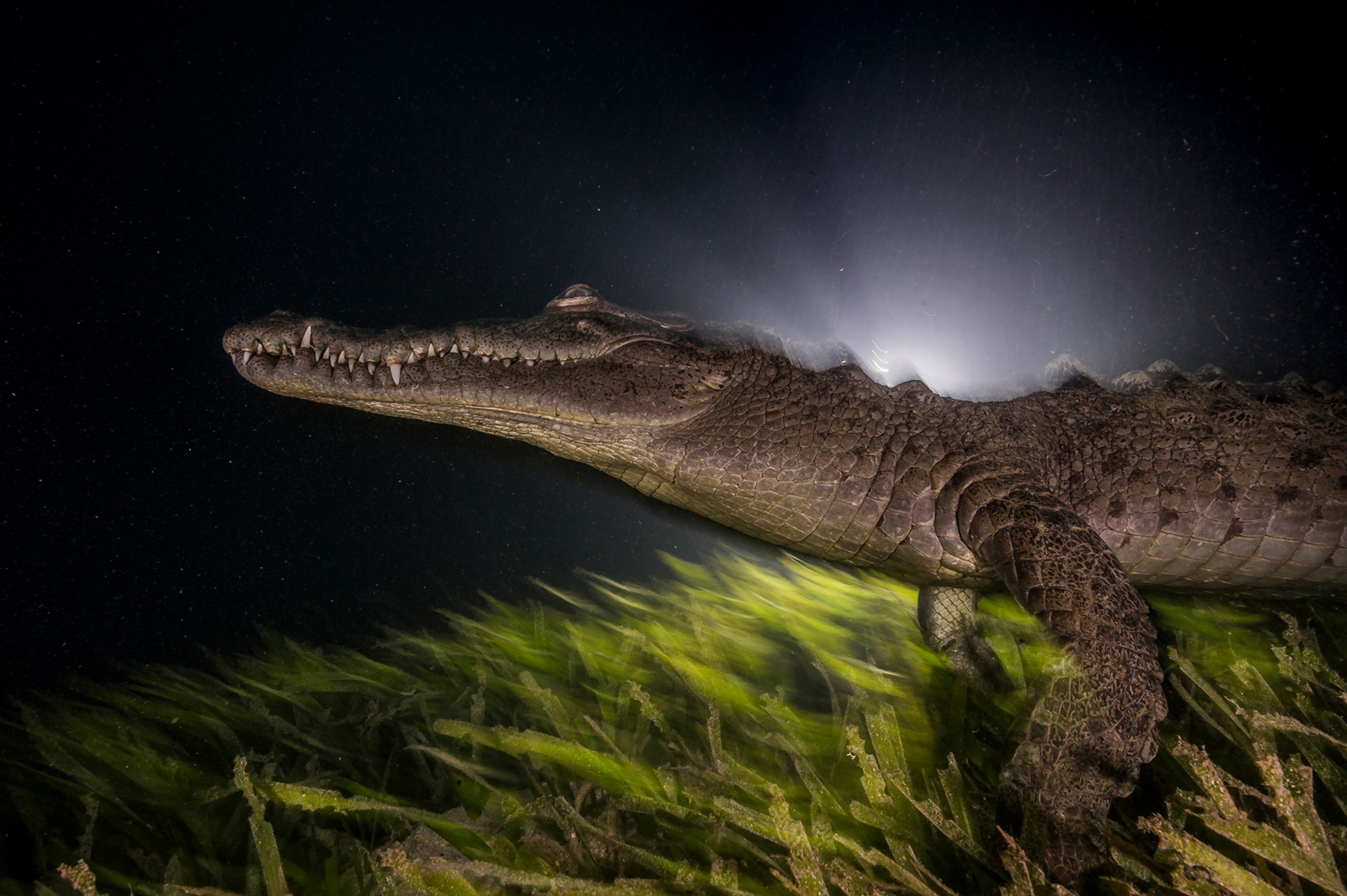 Alligator in grass underwater with light illuminating it from behind.