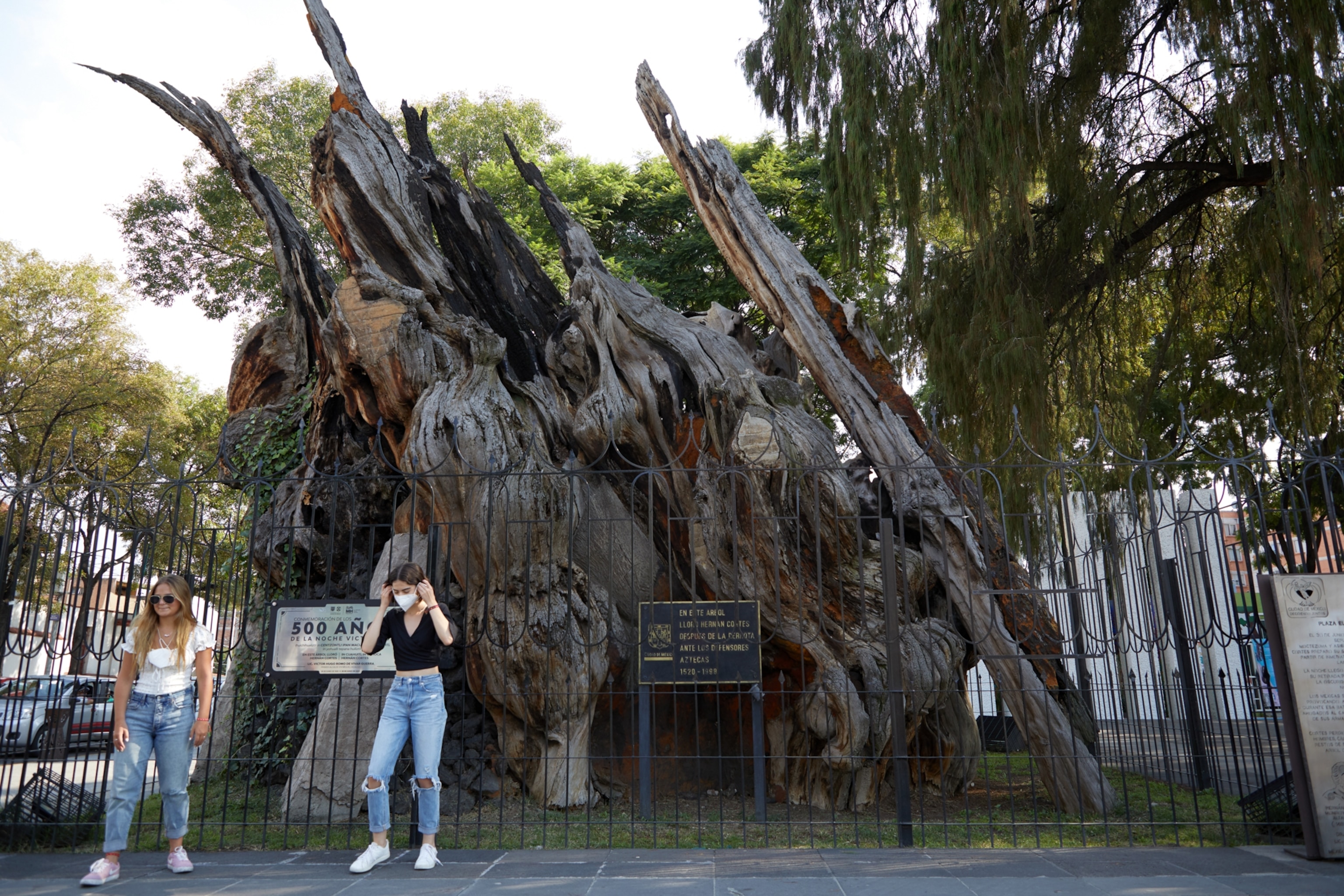 "el arbol de la noche triste" in Mexico City