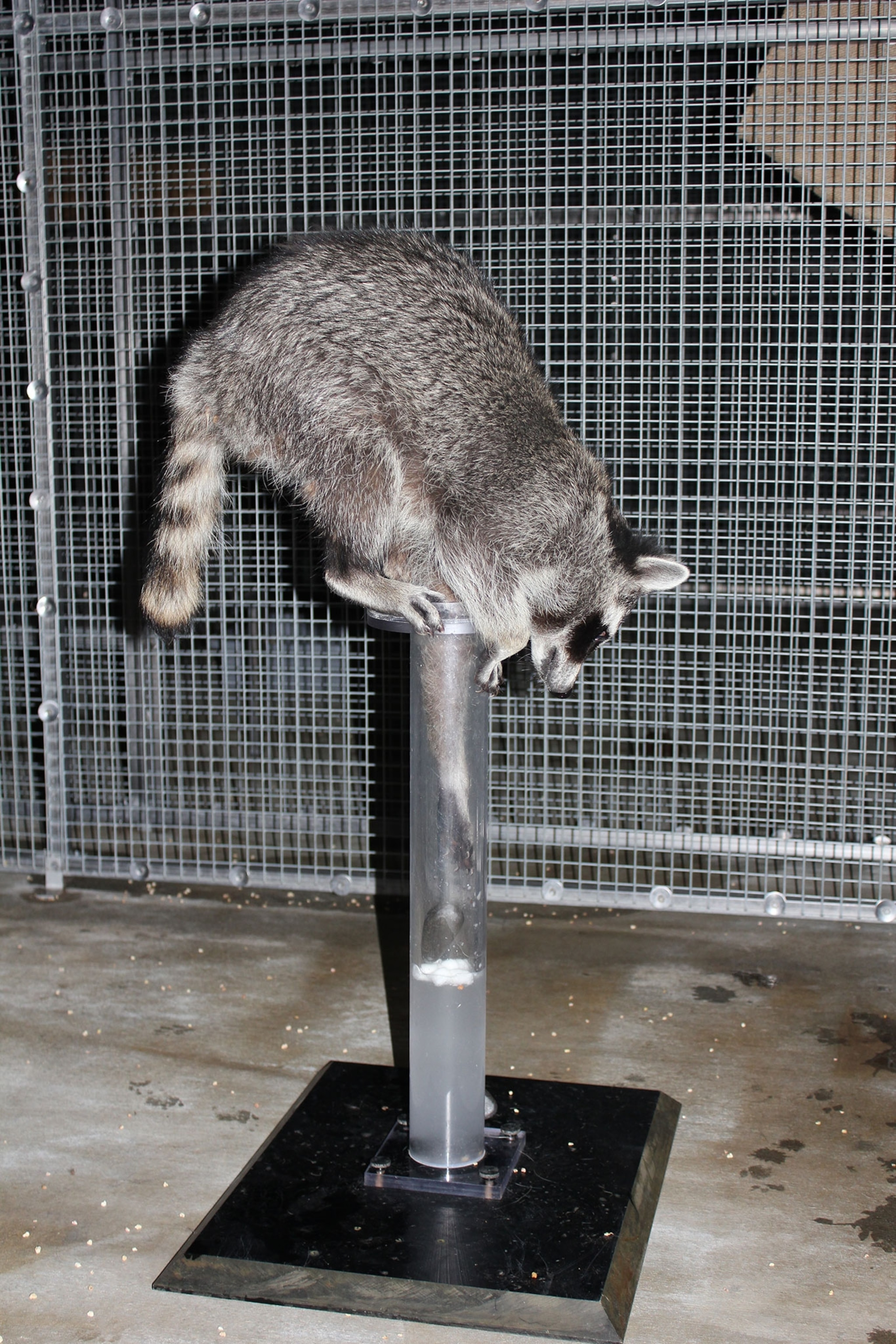 raccoon