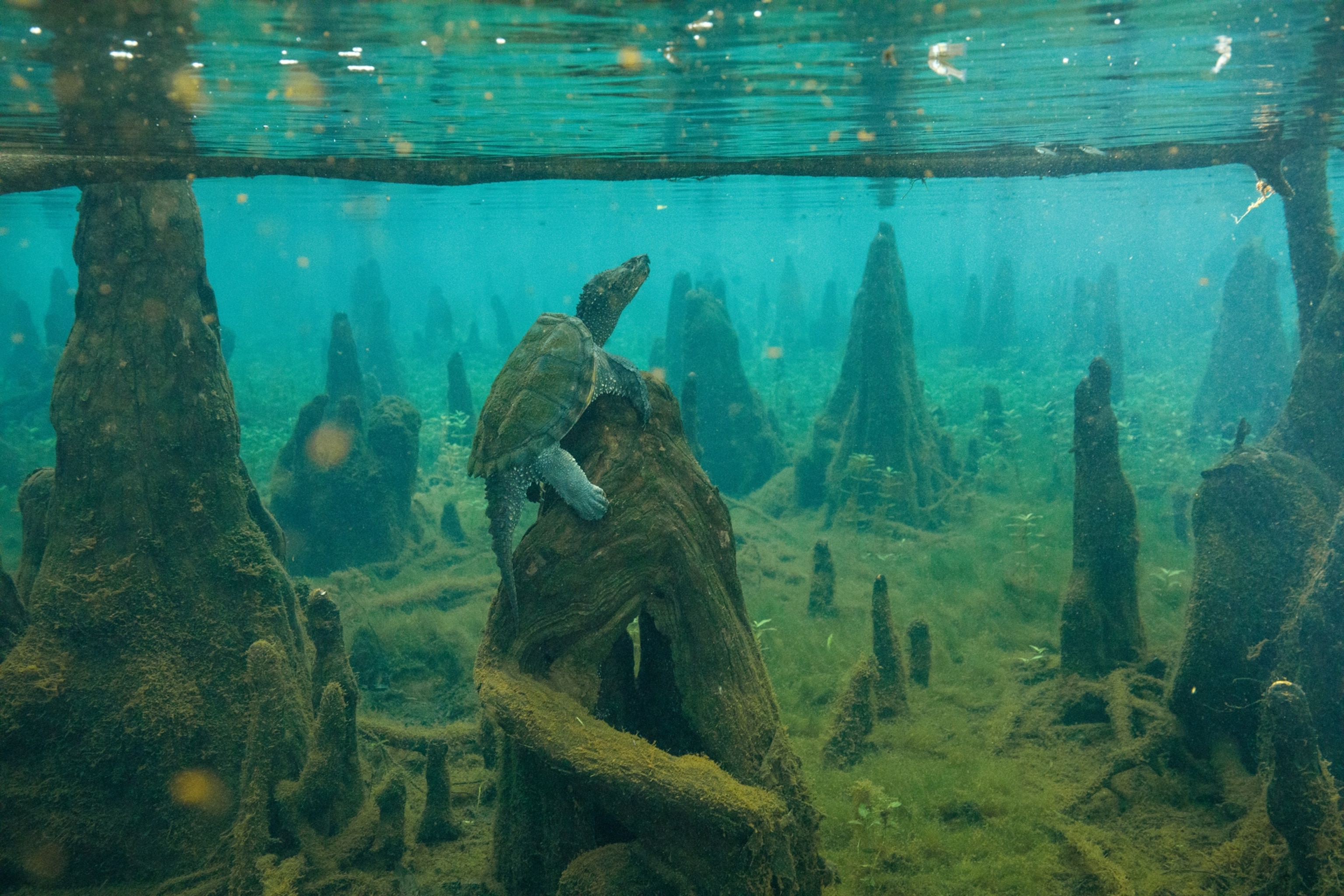 Underwater picture of turtle sitting on cypress "knee" awaiting for some fish to pass by.