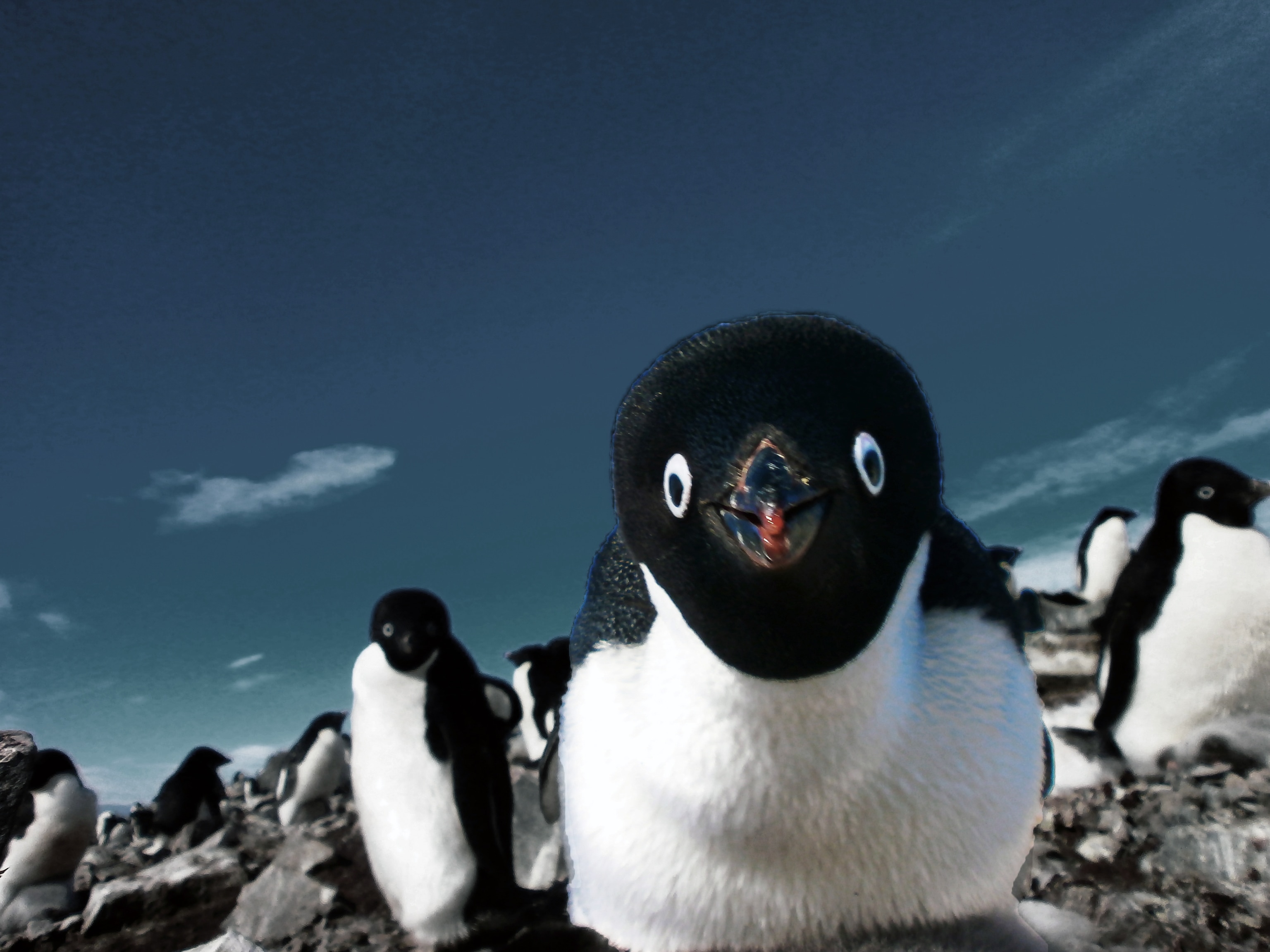 An Adélie penguin looks at the camera in Hope Bay, Antarctic Peninsula, Antarctica.