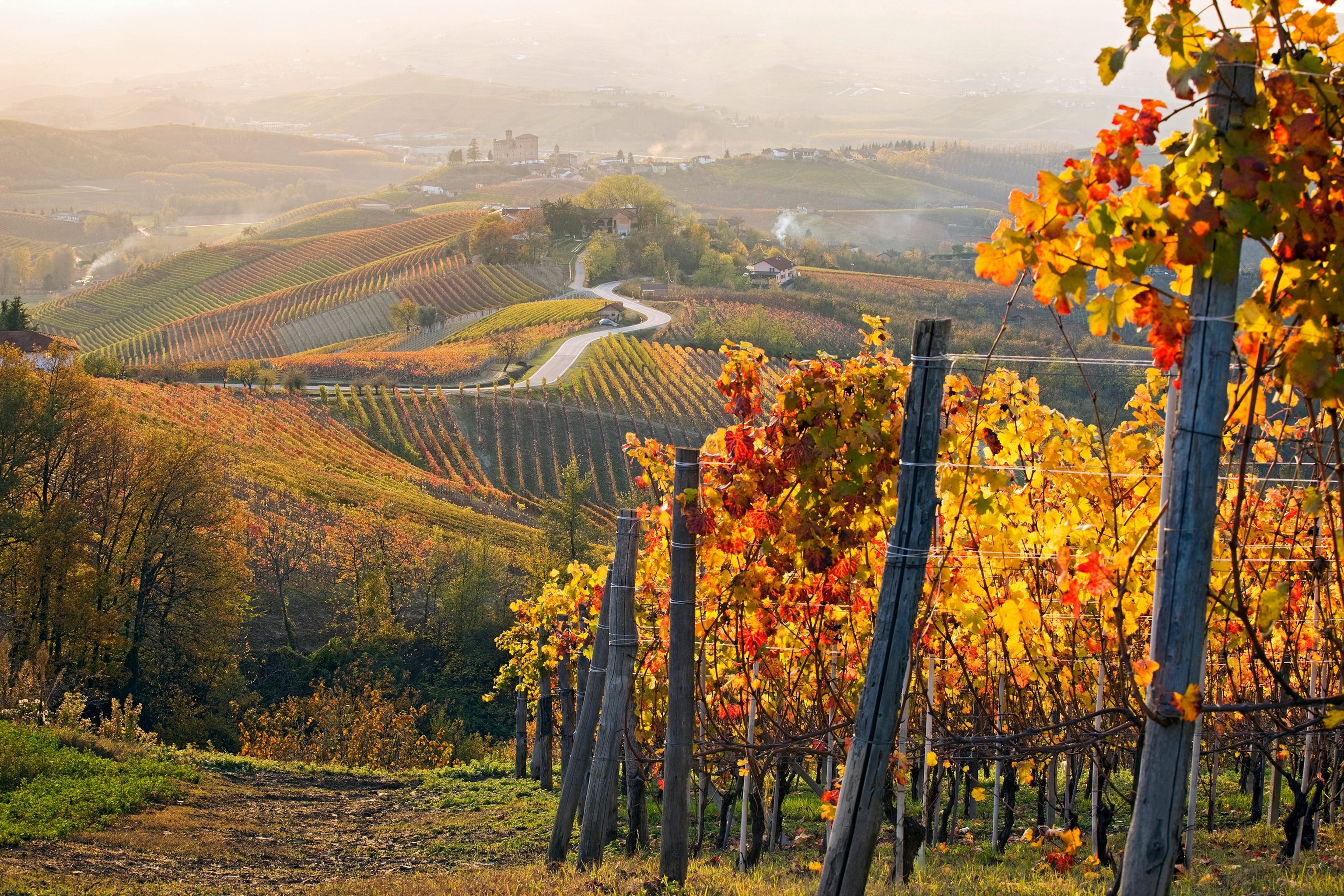 vineyards in Piedmont, Italy