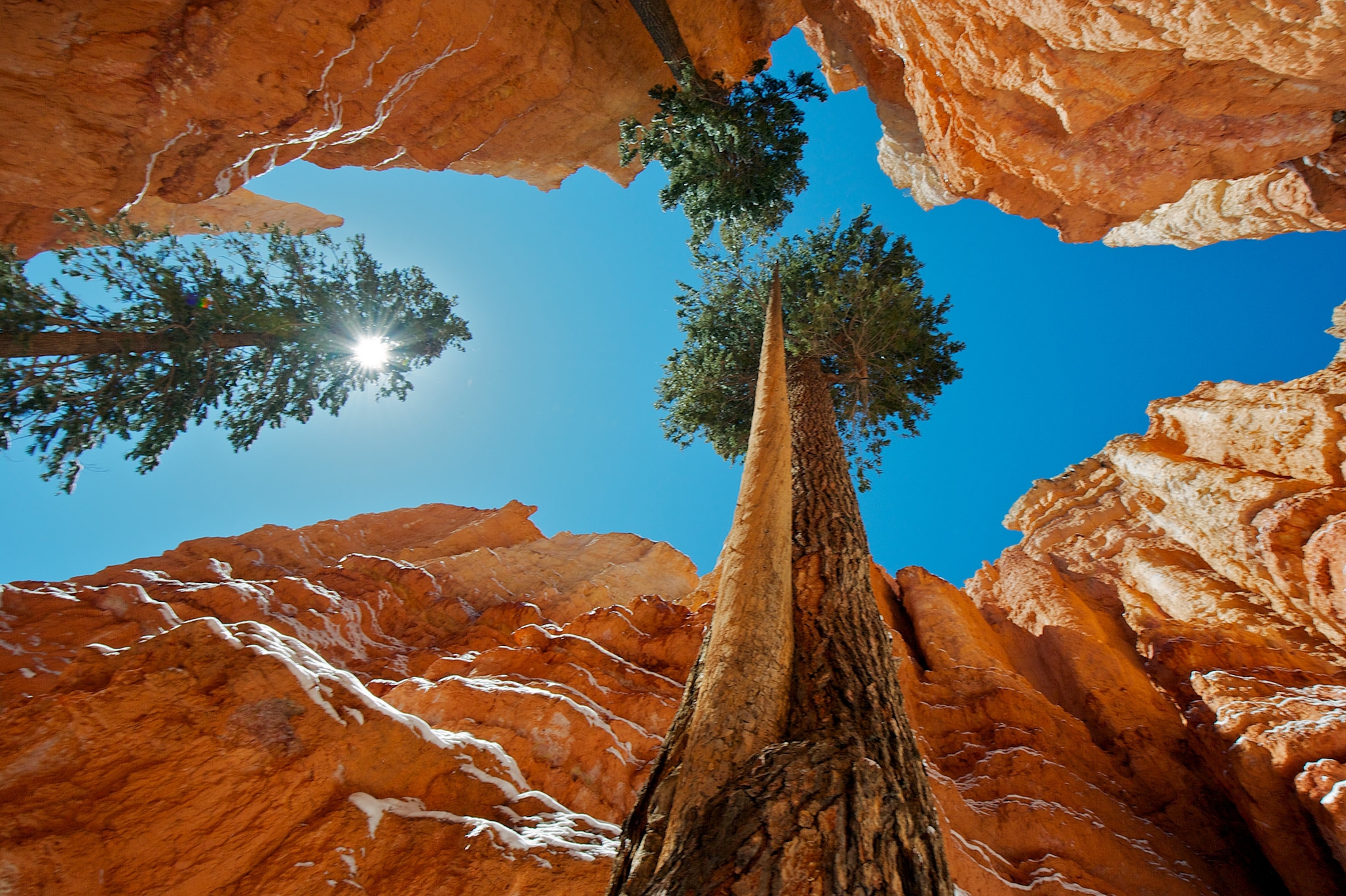 douglas fir trees in Bryce Canyon National Park in Utah