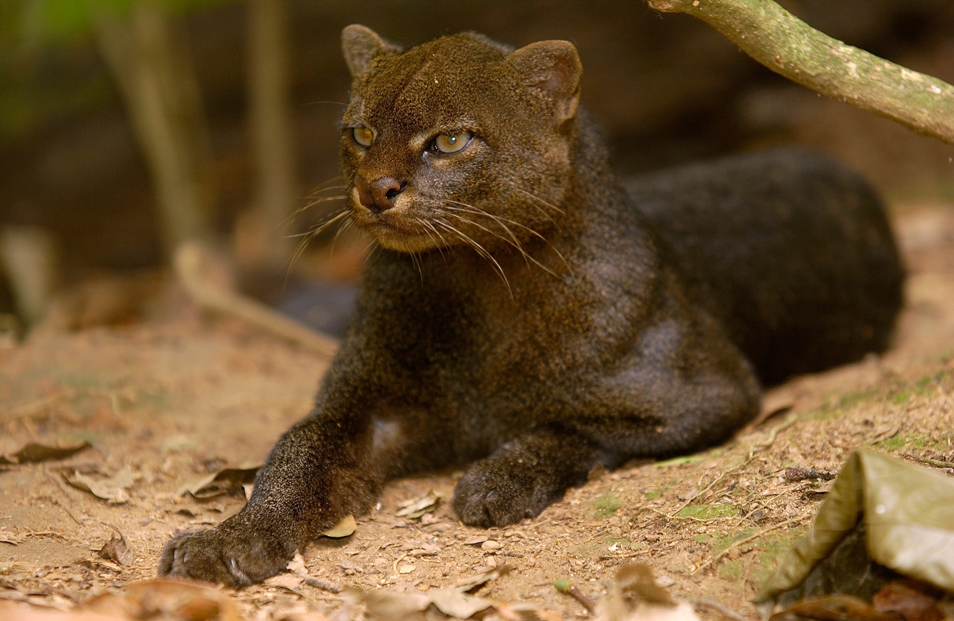 Jaguarundi (Felis yagouaroundi), Amazon Rainforest, Ecuador
