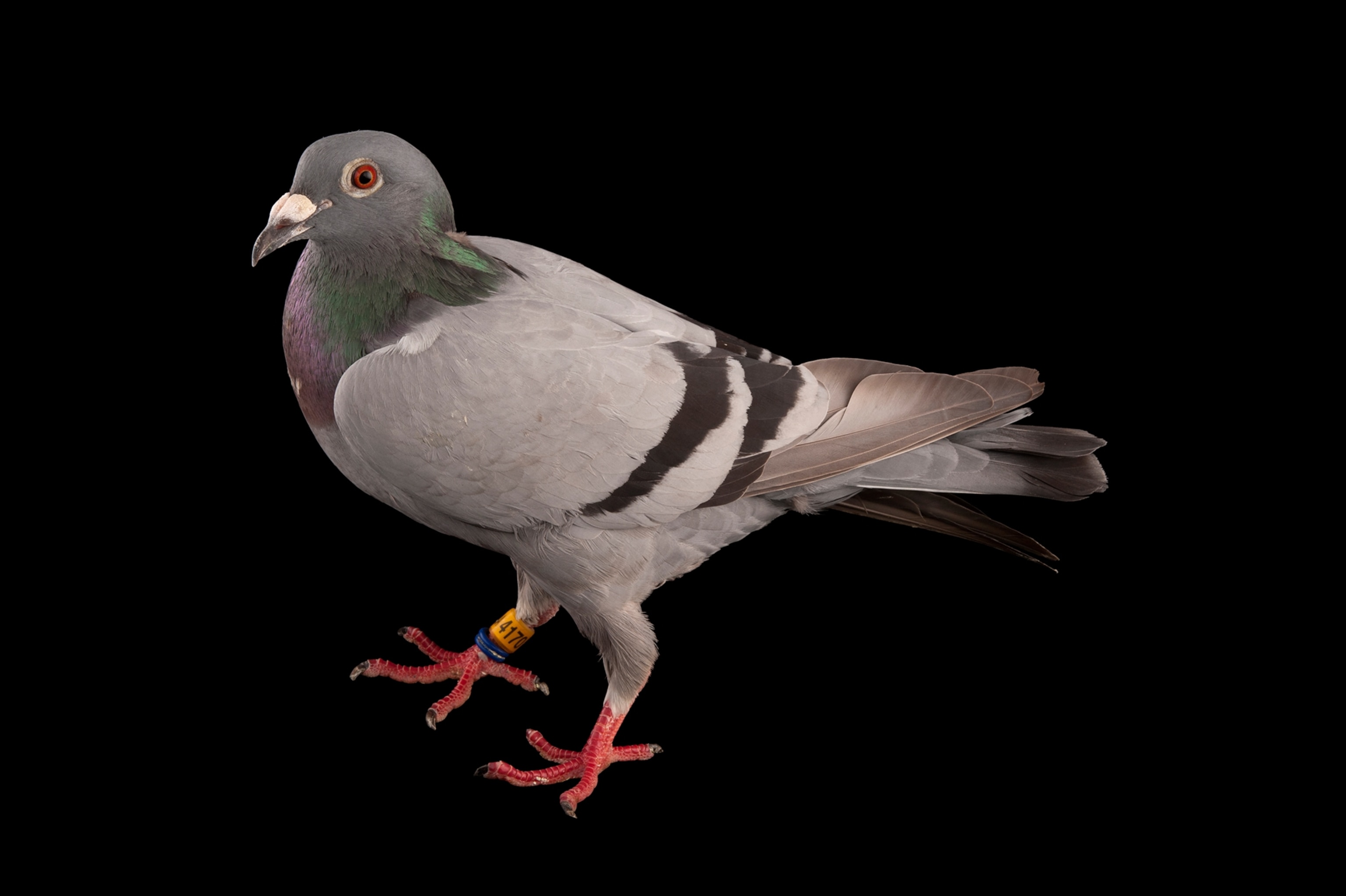 a pigeon