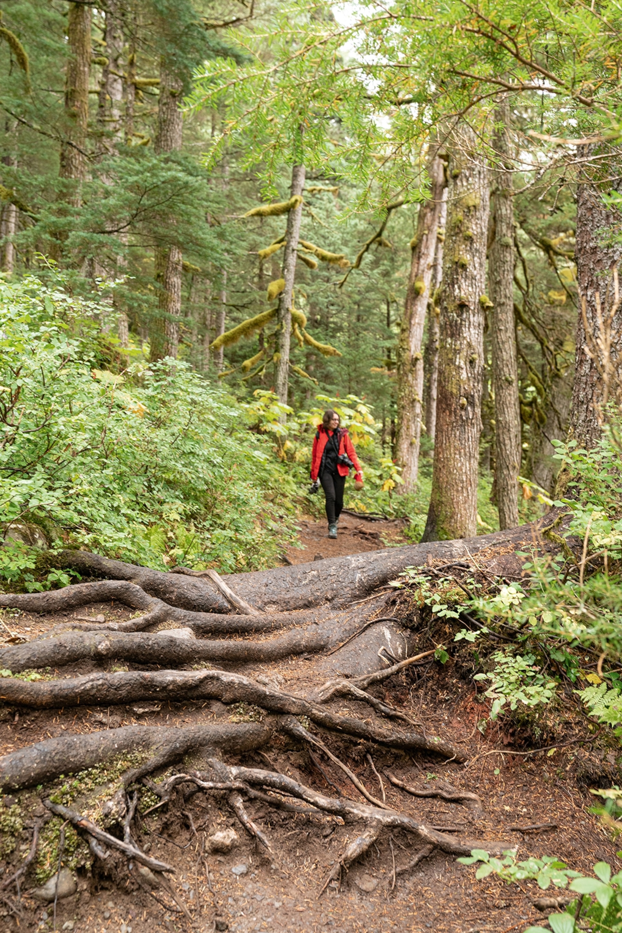 A woman hiking through a forest over big roots on the ground.