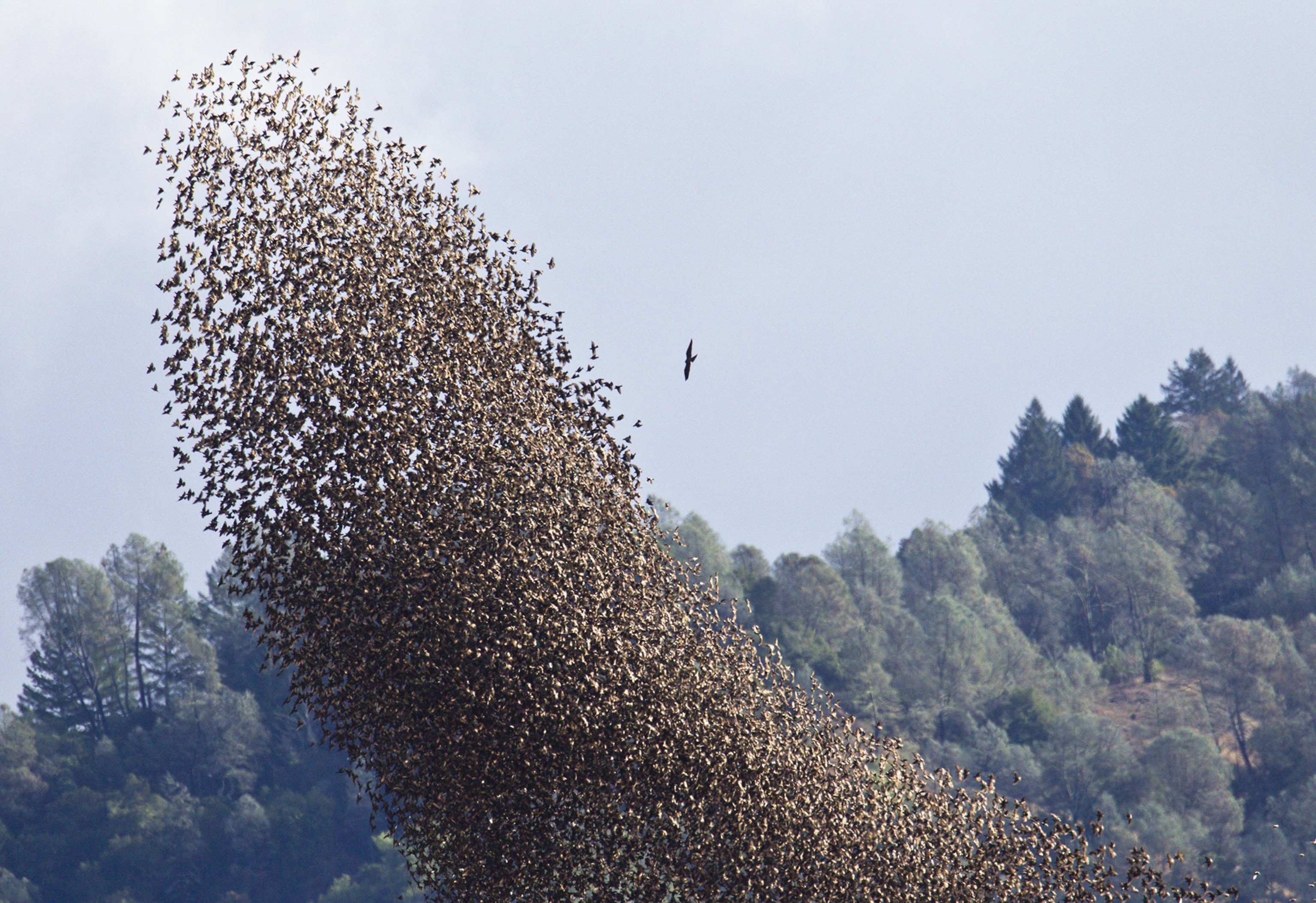 A grouping of starlings together to form a opaque flock