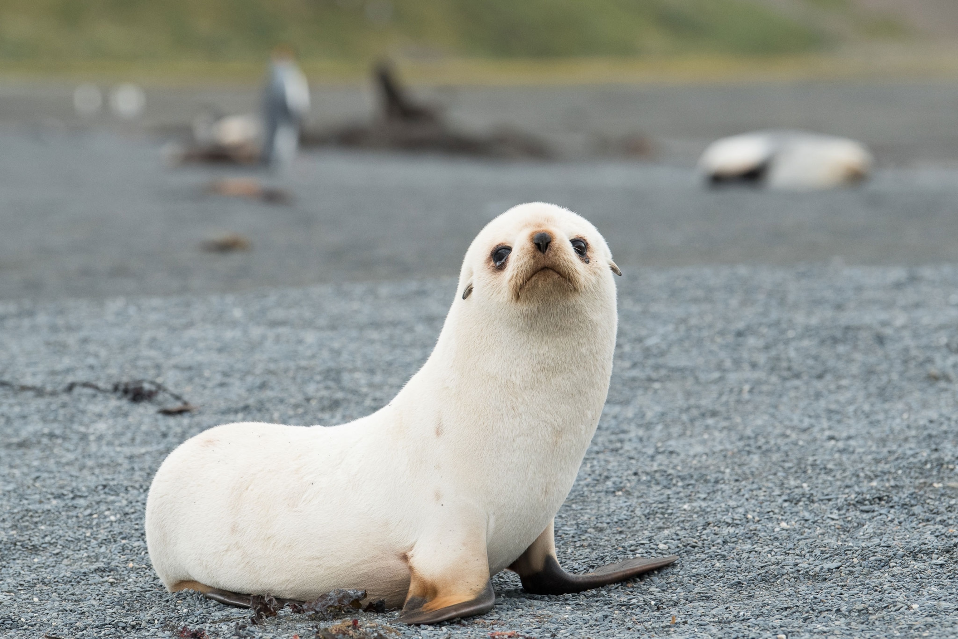 a leucistic fur seal pup