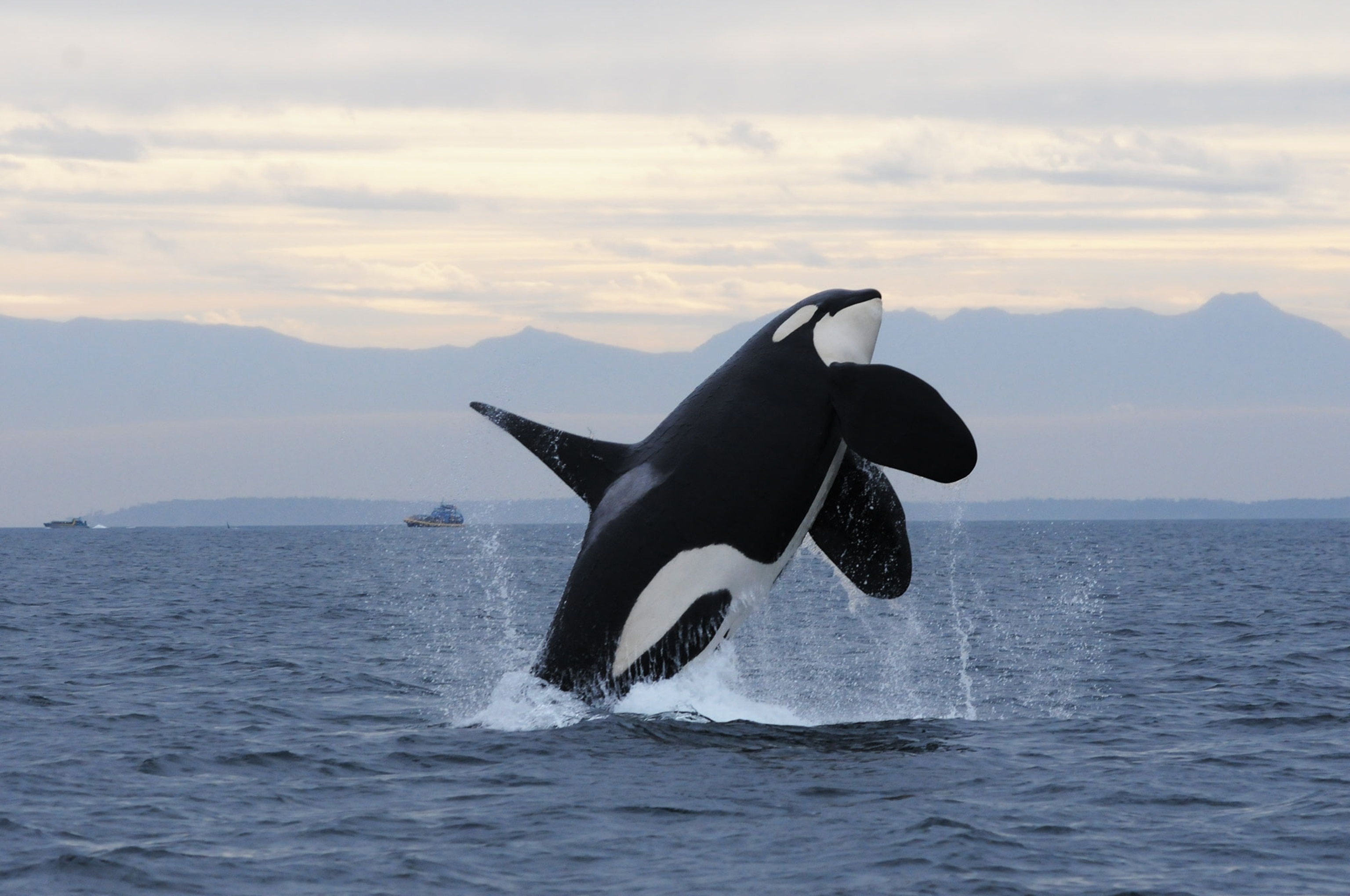 orca L95 in the Pacific Northwest