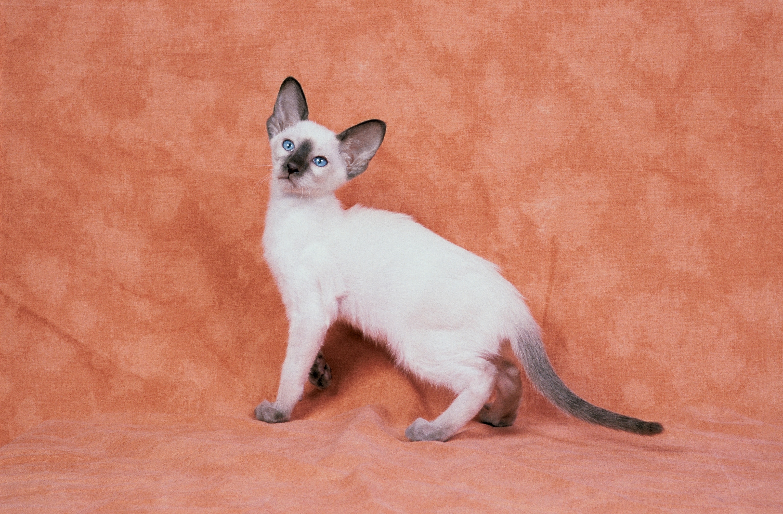 Close-up of a Chocolate Point Siamese cat