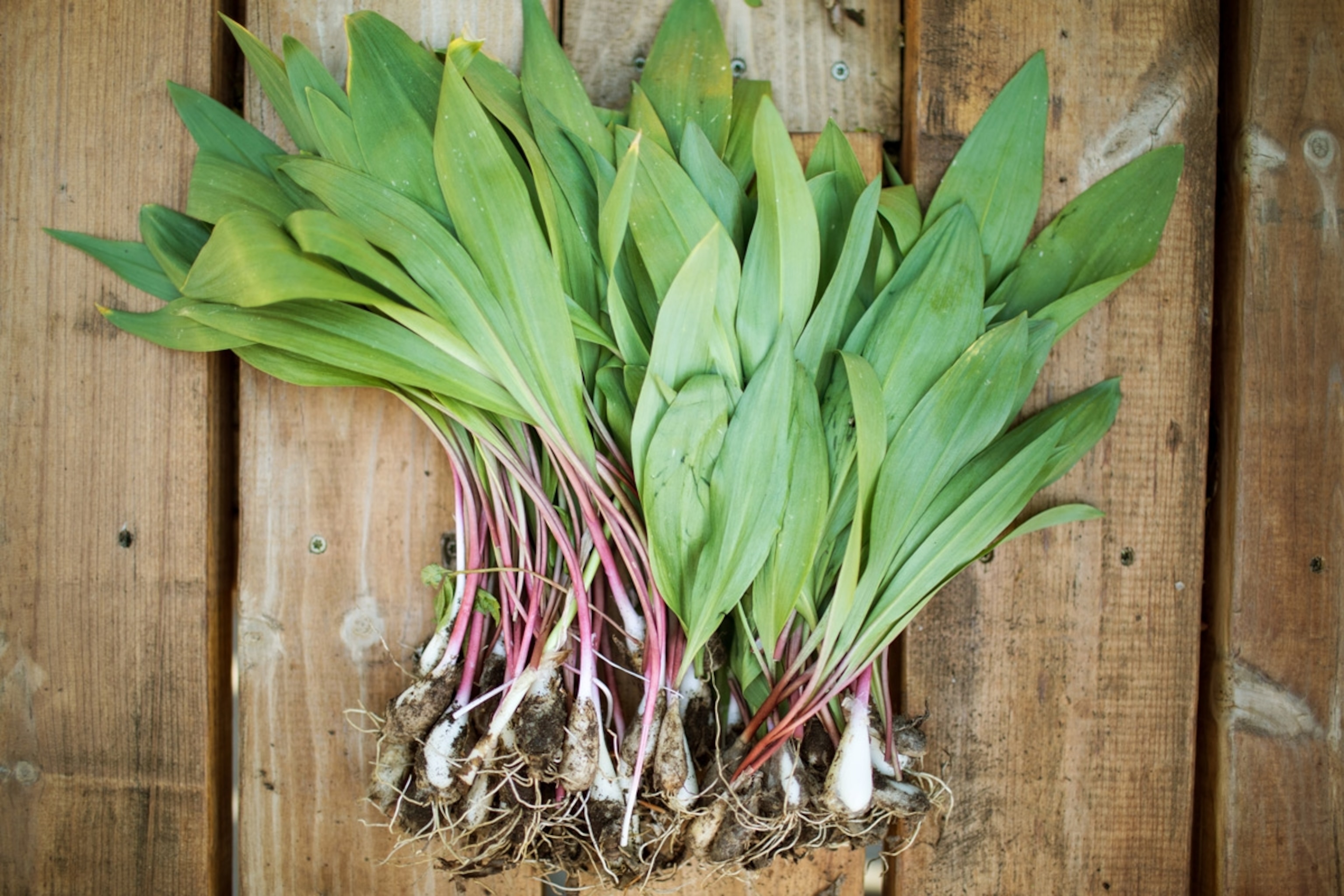 A bunch of ramps which are a wild onion that grow during the spring in Eastern Canada and the U.S. They’re sometimes referred to as wild leeks, and taste like a balanced mixture of garlic and onion.