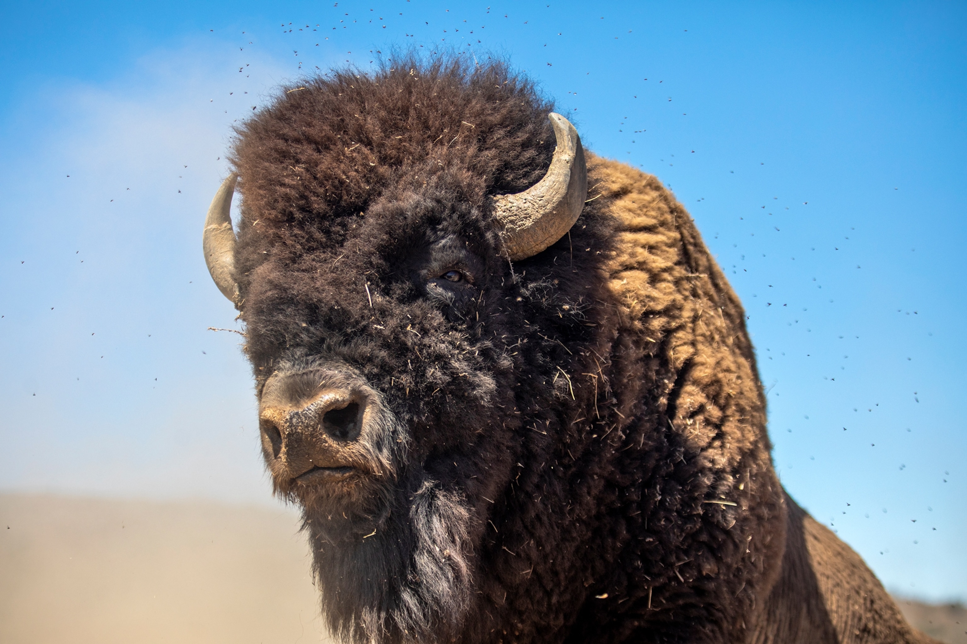 A portrait of a bison.
